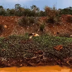 She had mud for blood