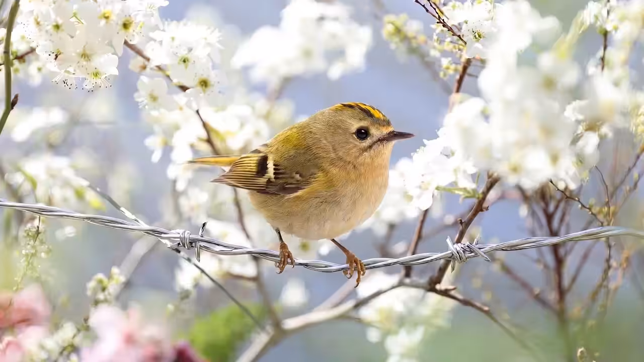 Birds Observations: Glint, Where Water Meets Sun