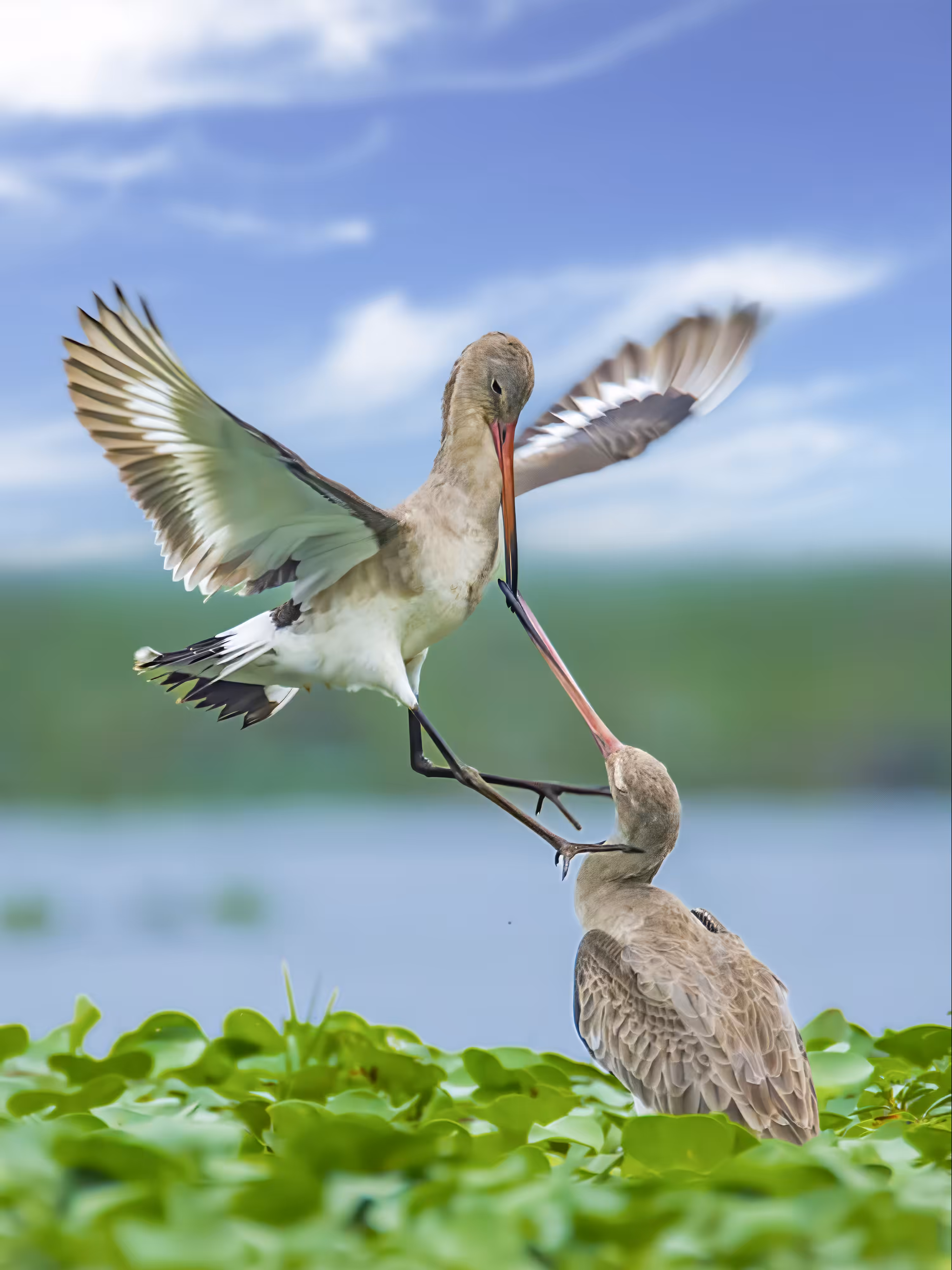Art of War (Black Tailed Godwit)