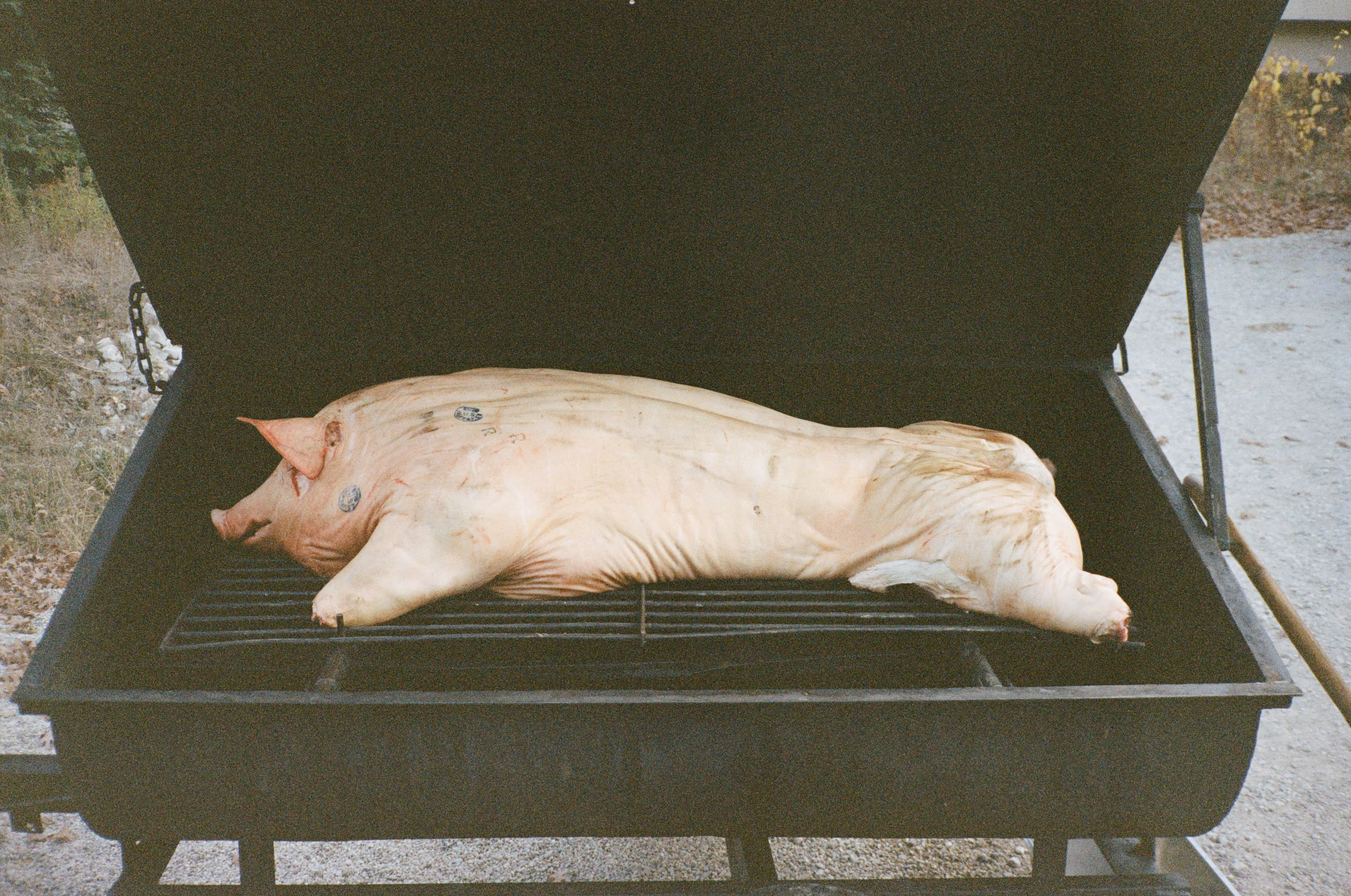 🐖