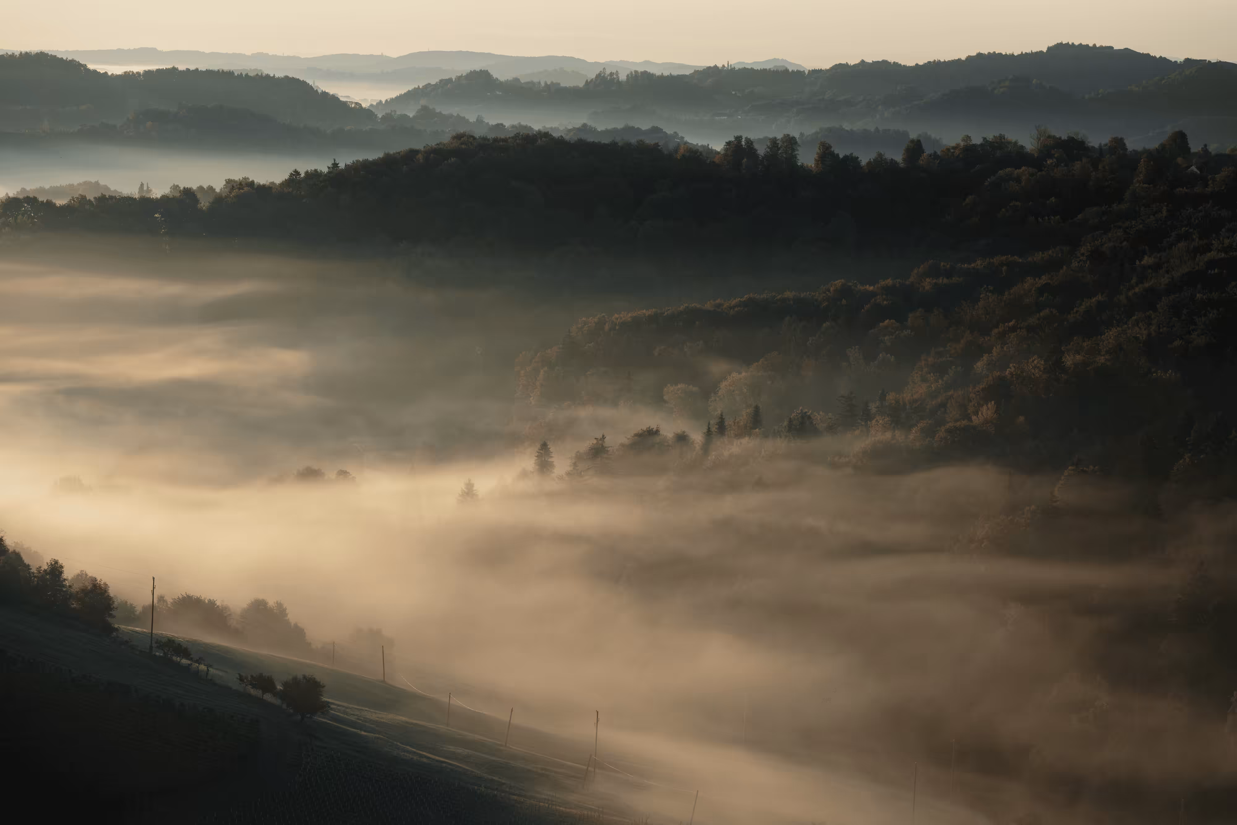 Vineyard Mist