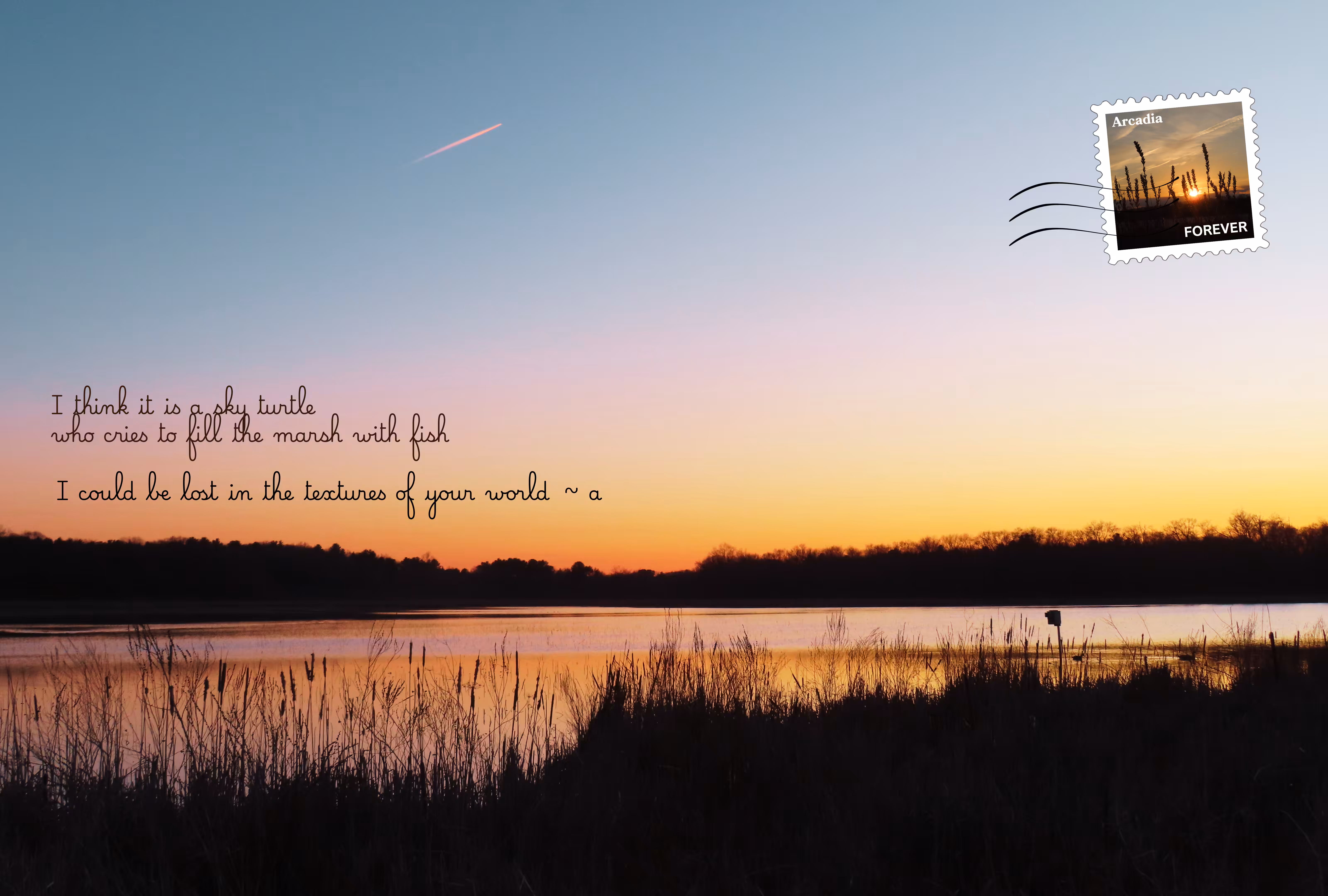 Signals: sky turtle