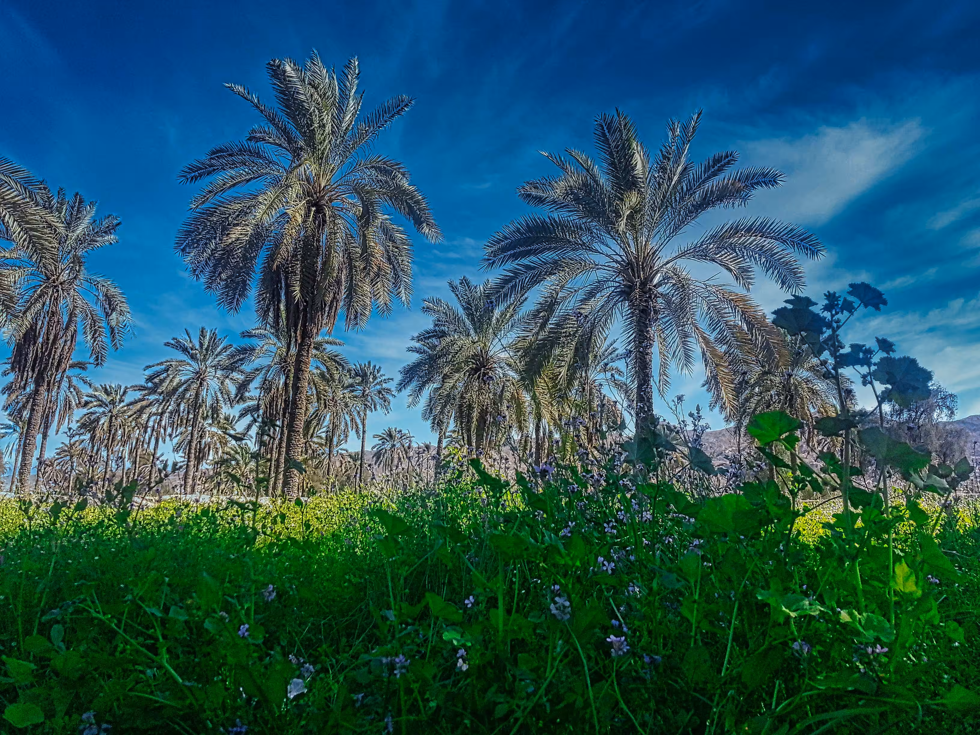 Palm trees