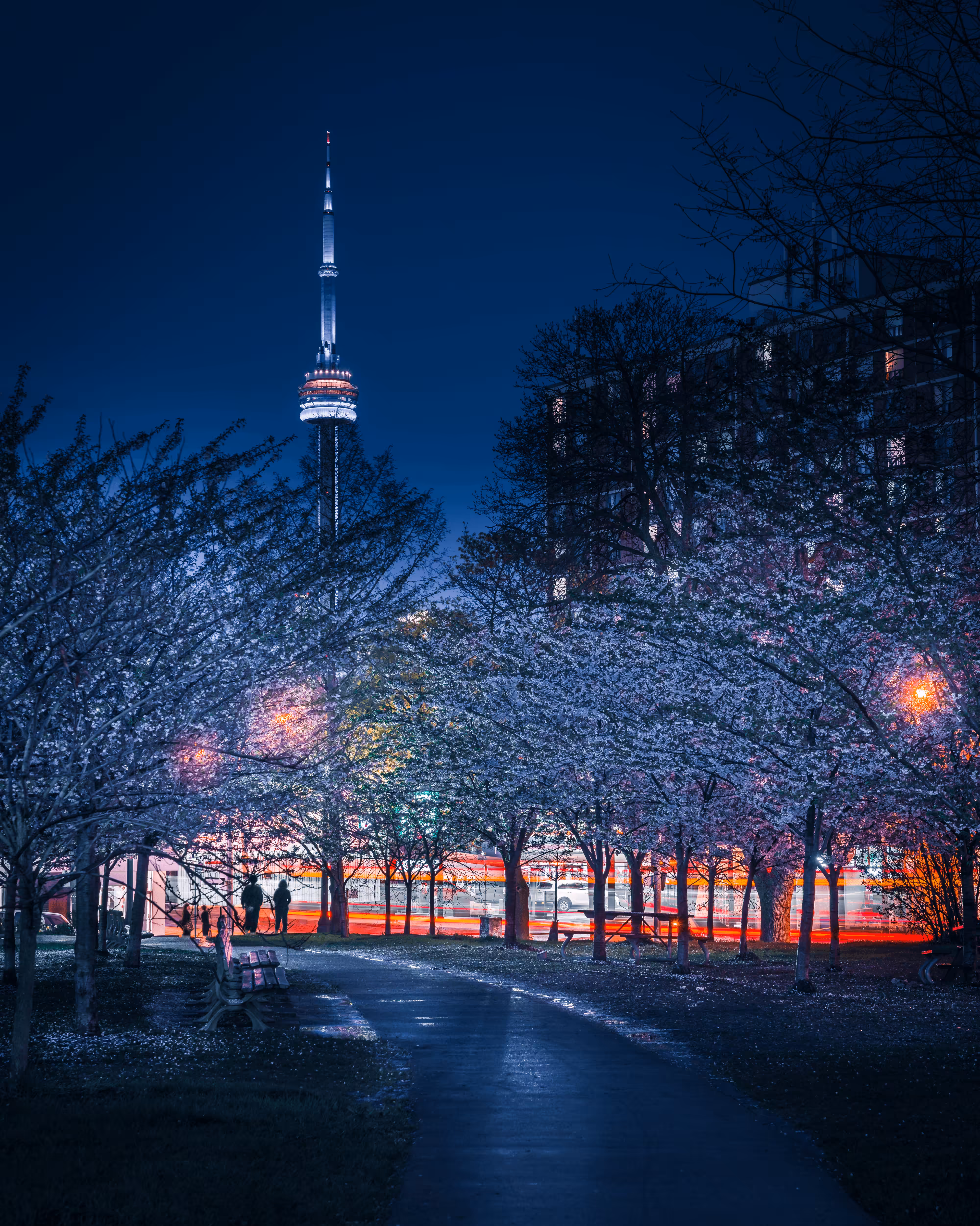 Sleepless Streets #028 Sakura