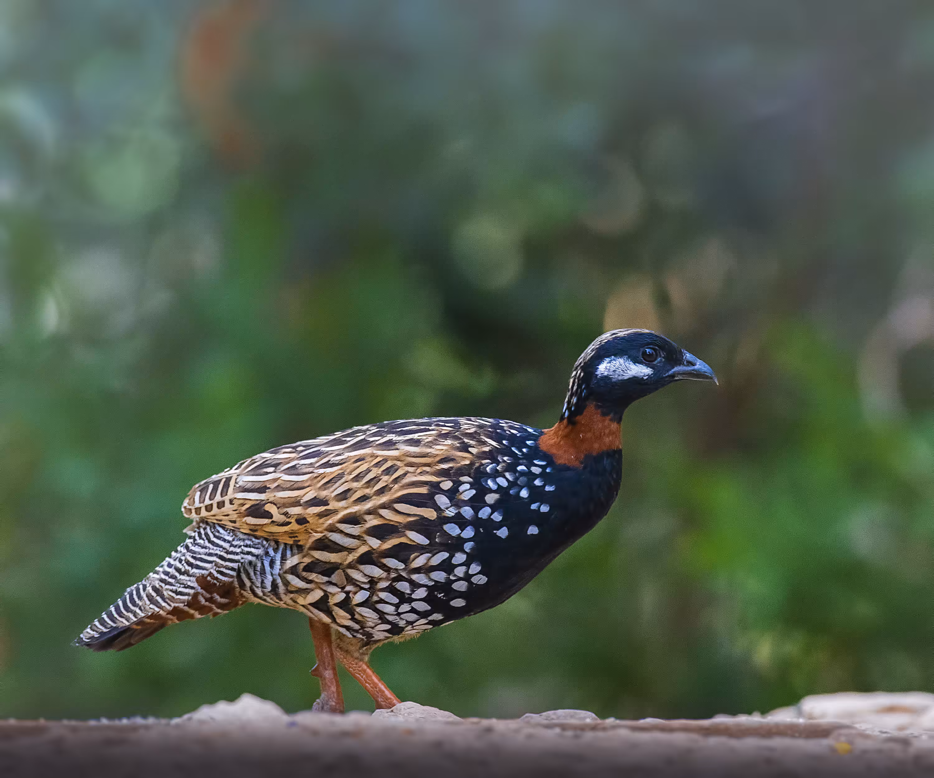 Black Fancolin (Male)