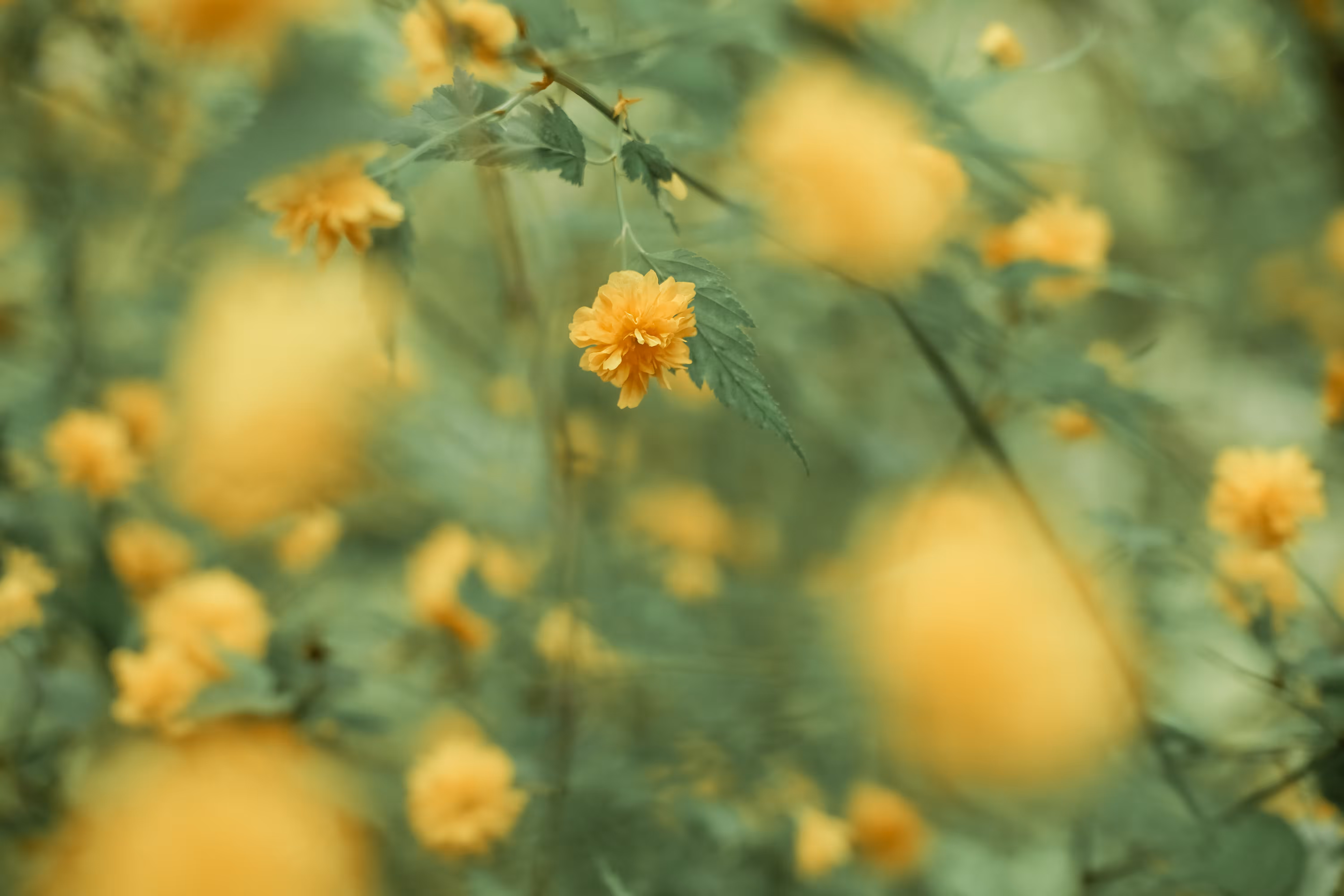Floral Spirit
