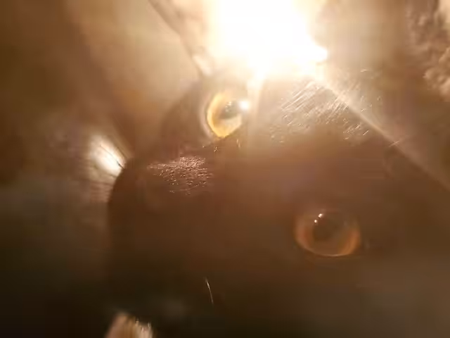 Atticus