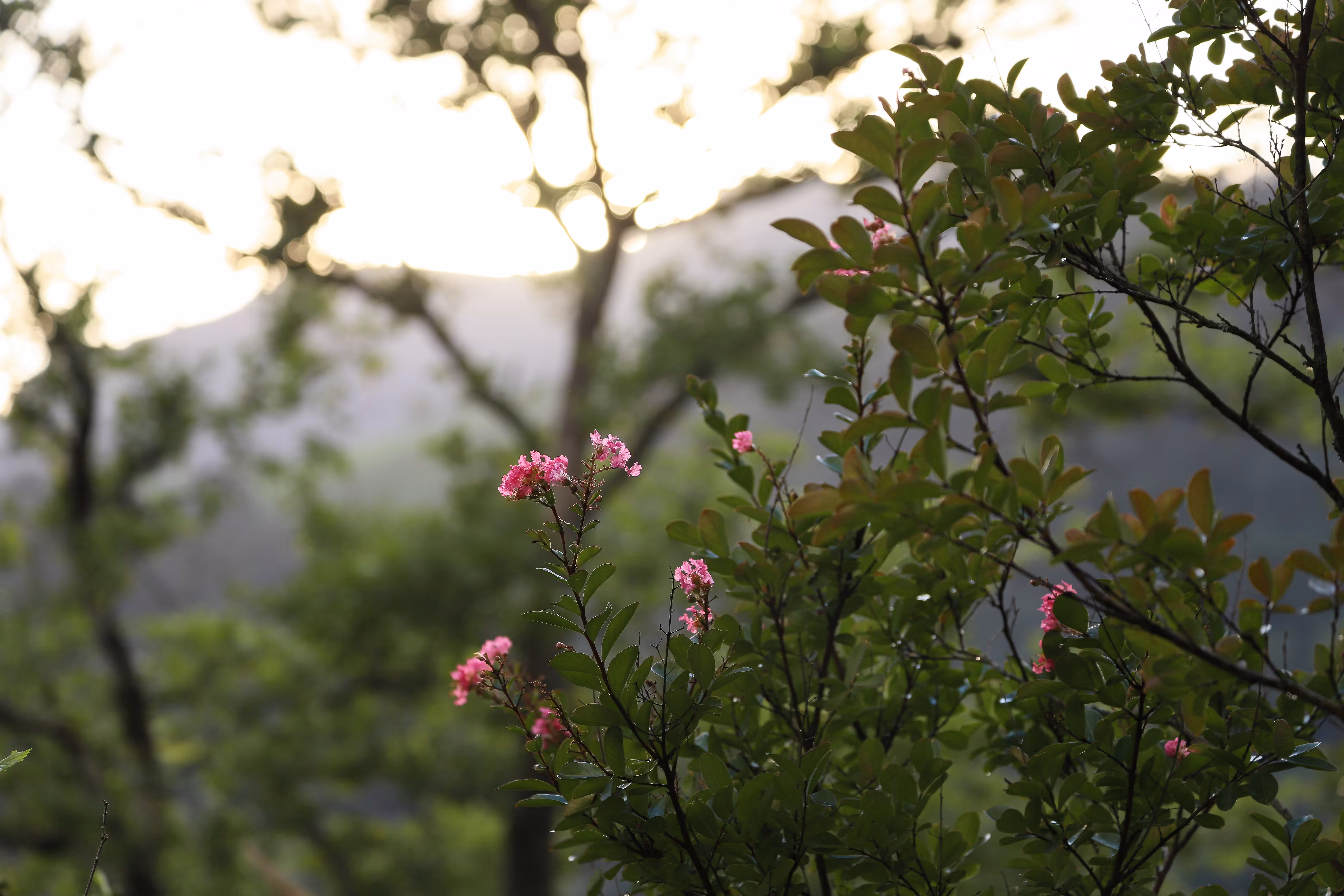 Nature Poesy #3