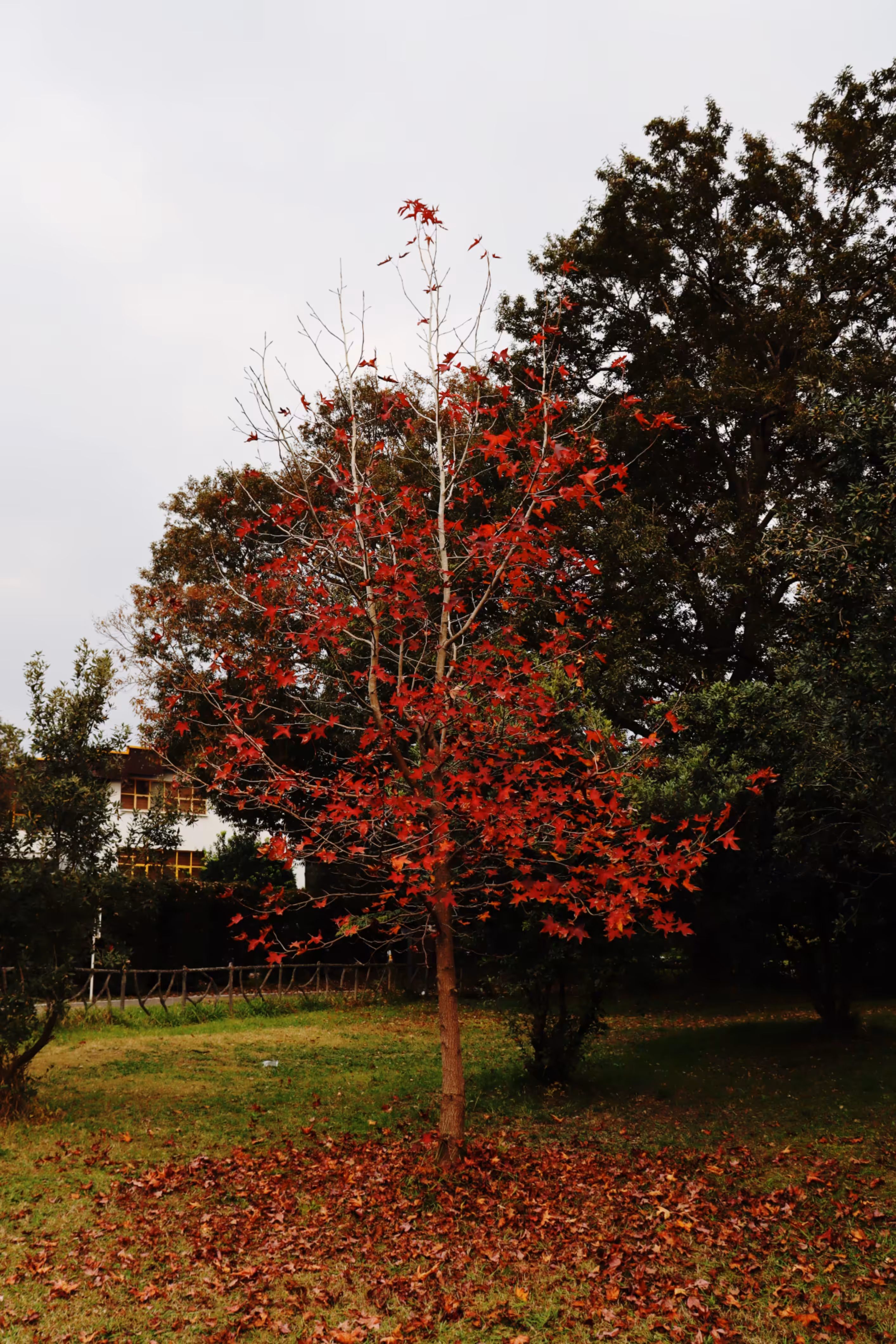 Open edition: After the Leaves