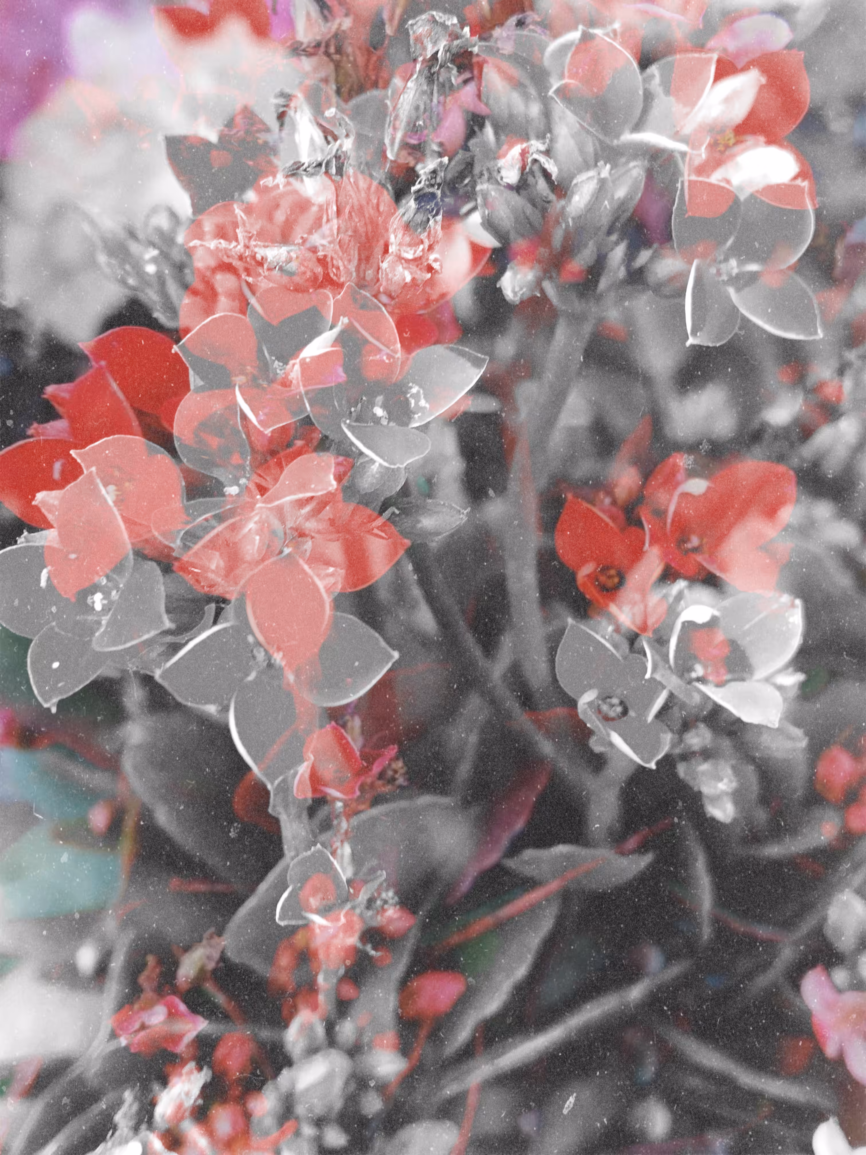 Gardening Experiment 1 