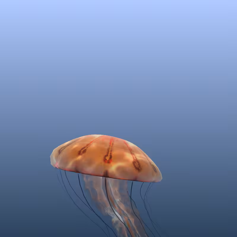 Jellyfish #23