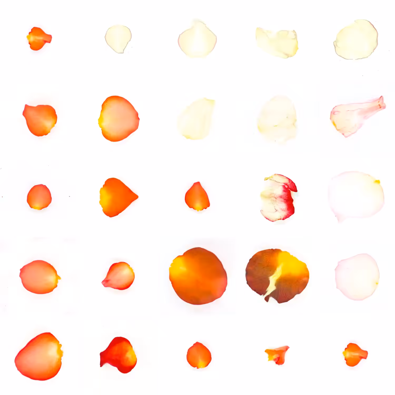 Infinite Petals 5x5#20134