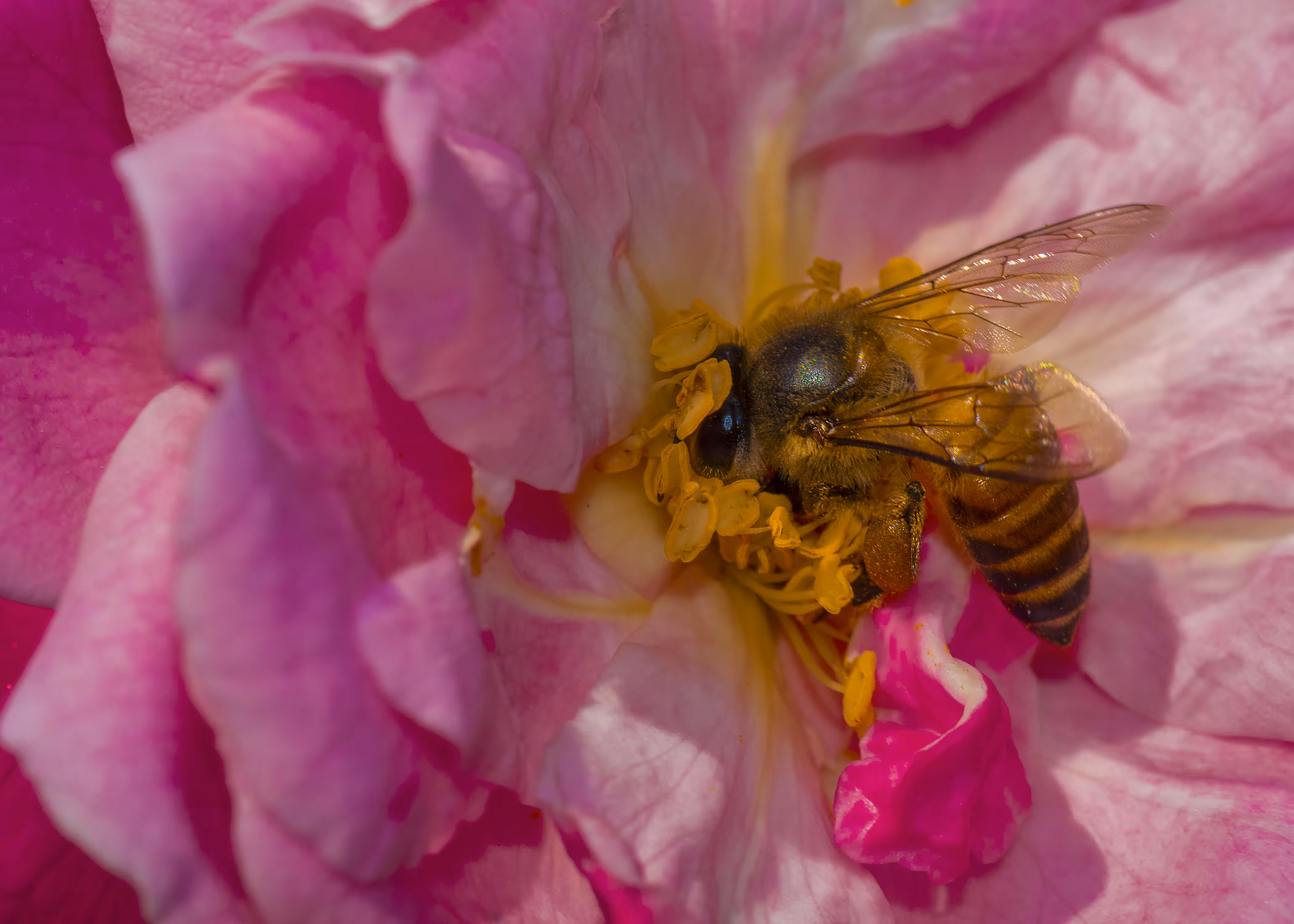 Giant Honey Bee (TezMauiAid)