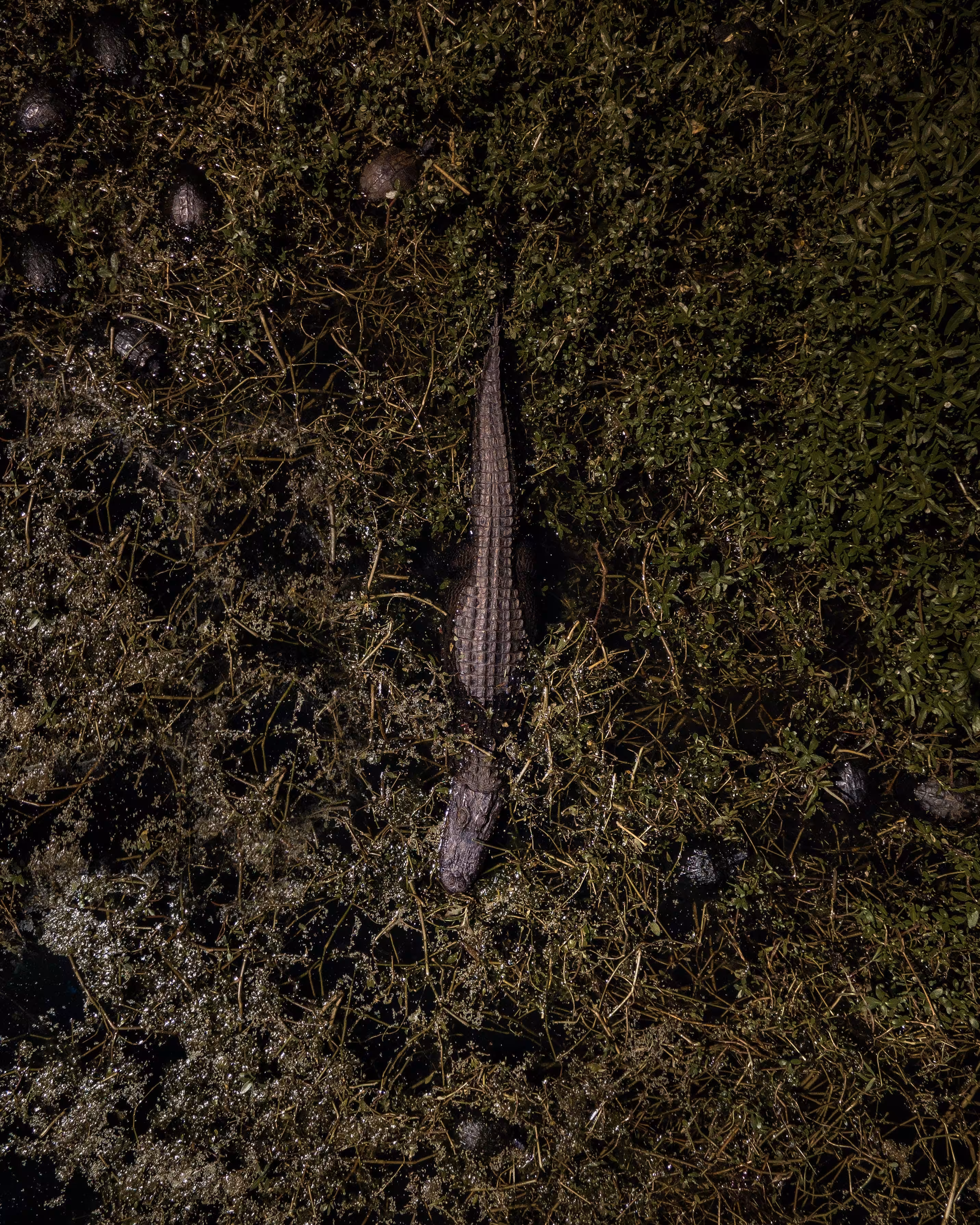 Aerial Animals #2