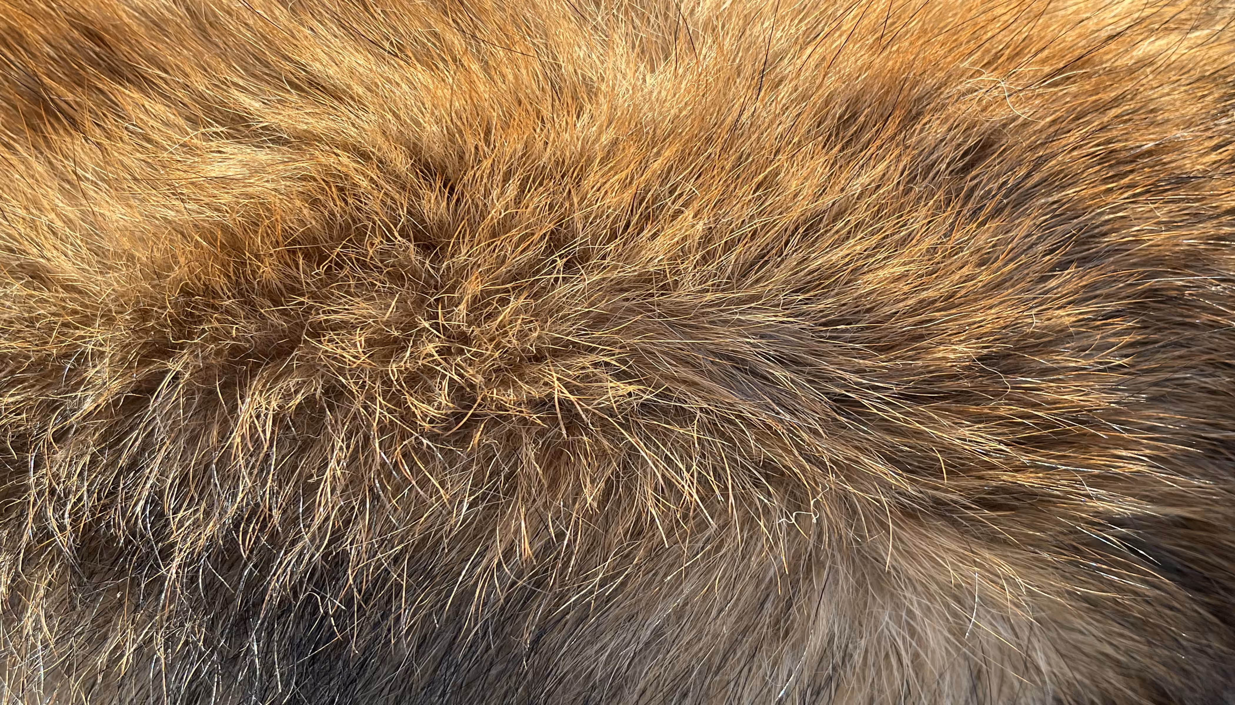 The Furs of Bella #13