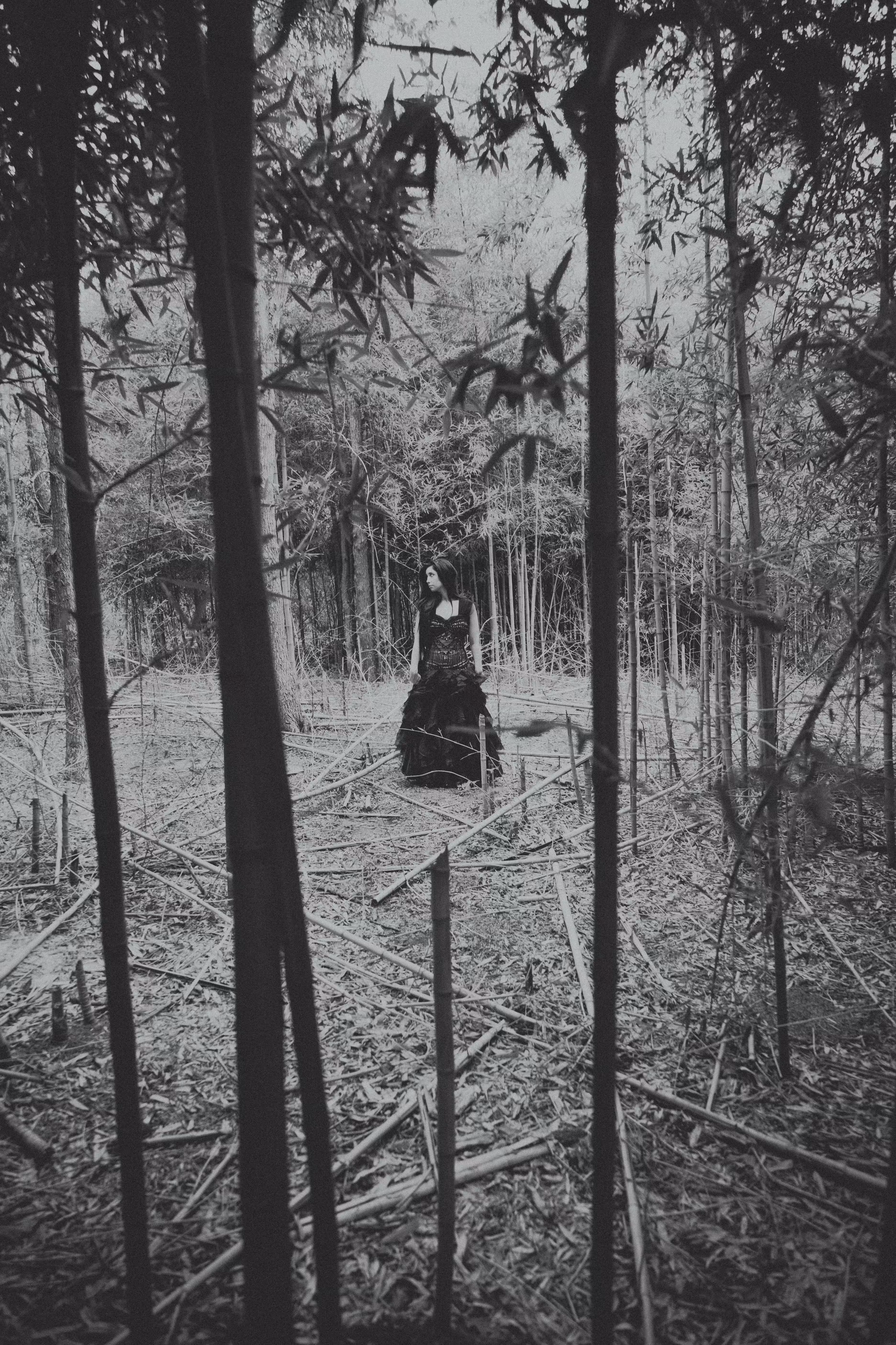Into the Bamboo Forest