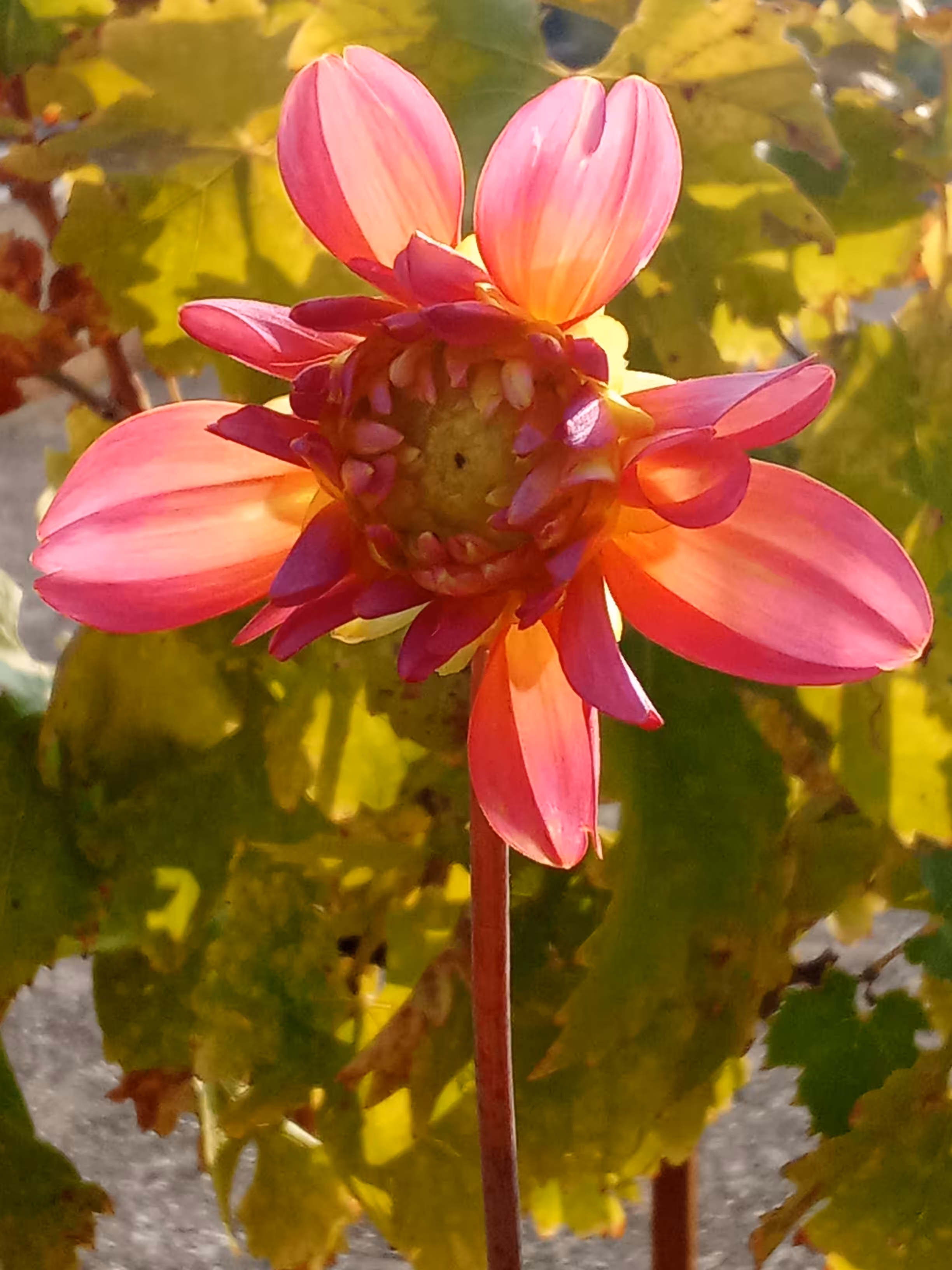 Pink Dahlia (for free use)