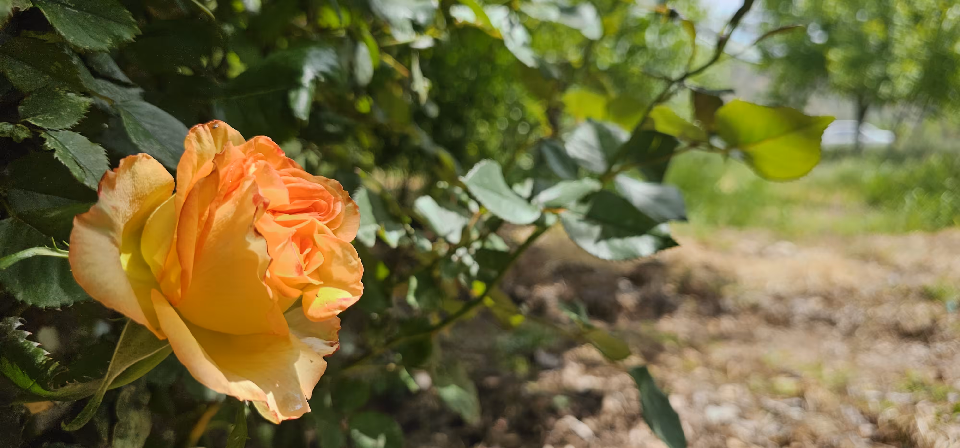 Blooming Grace