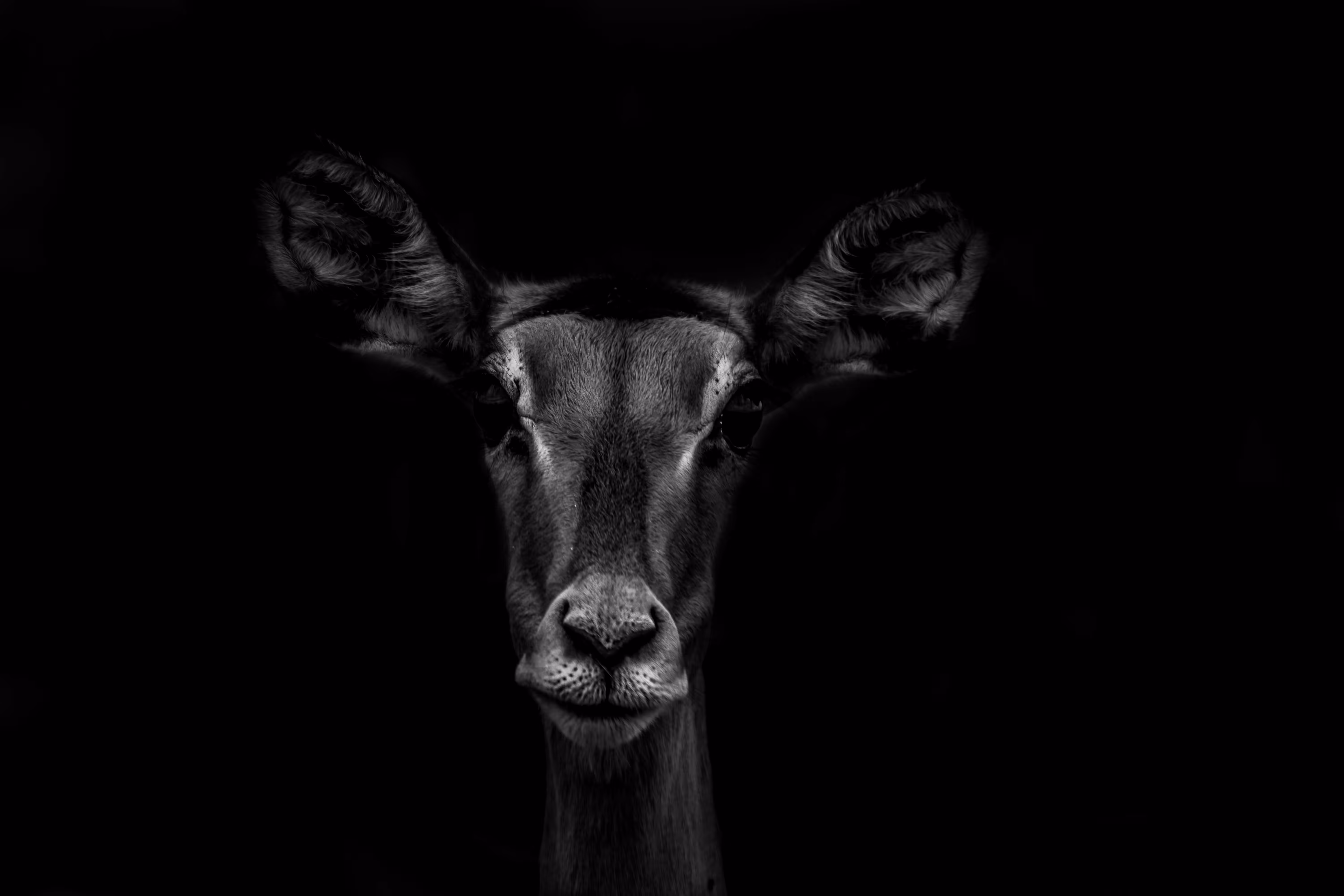 Gazelle Portrait