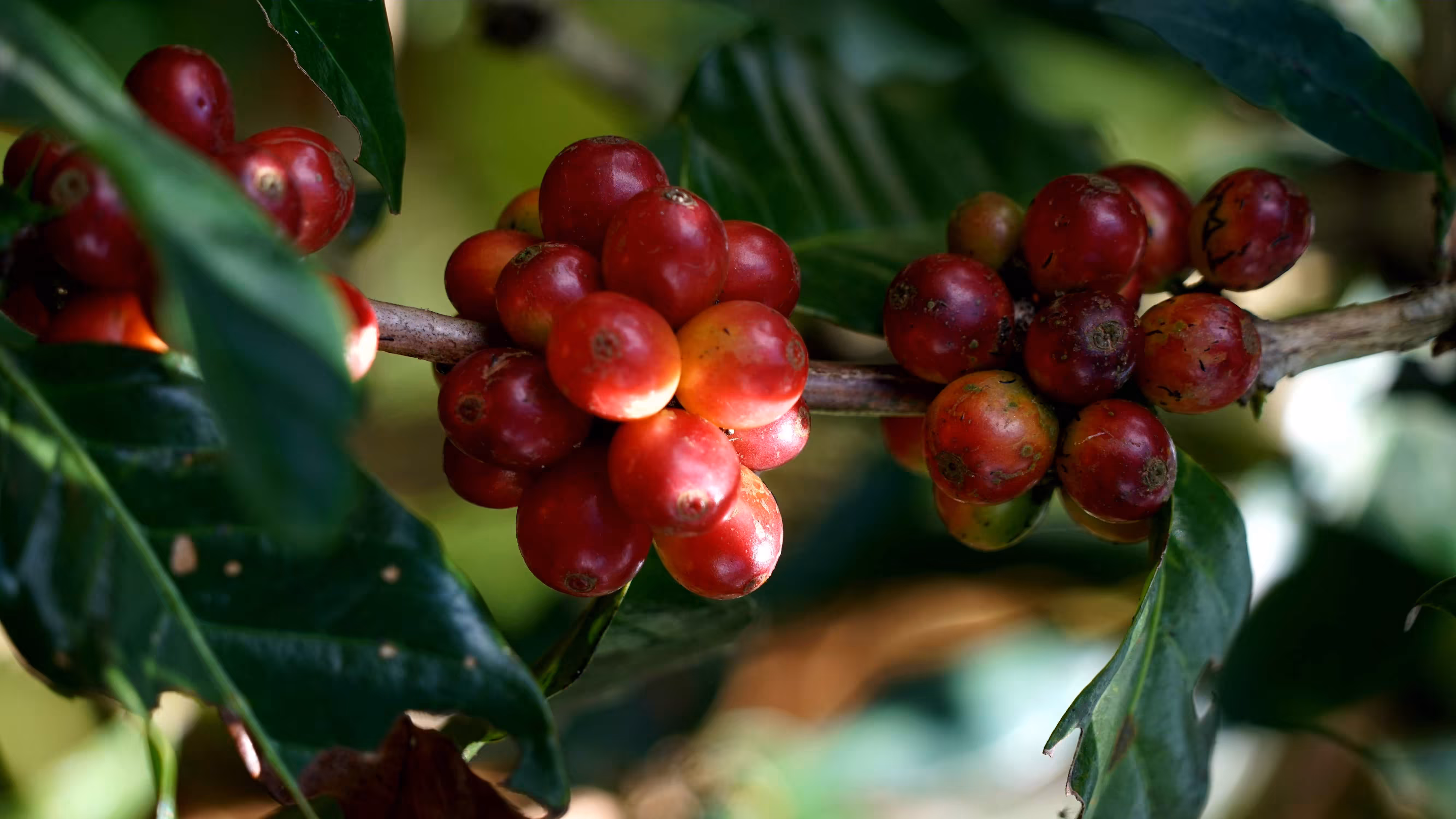 Coffee is a Fruit