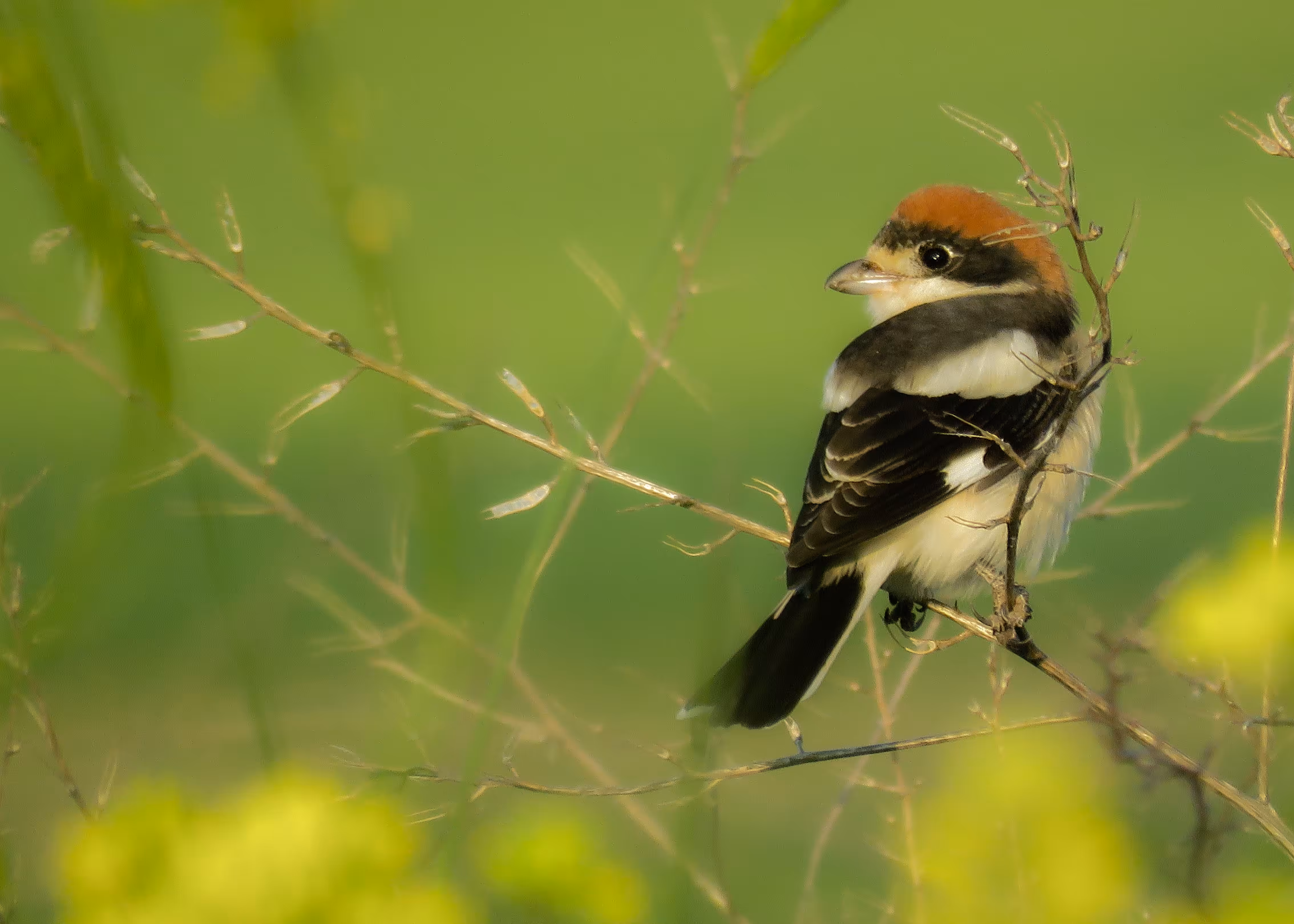 Woodchat Shrike