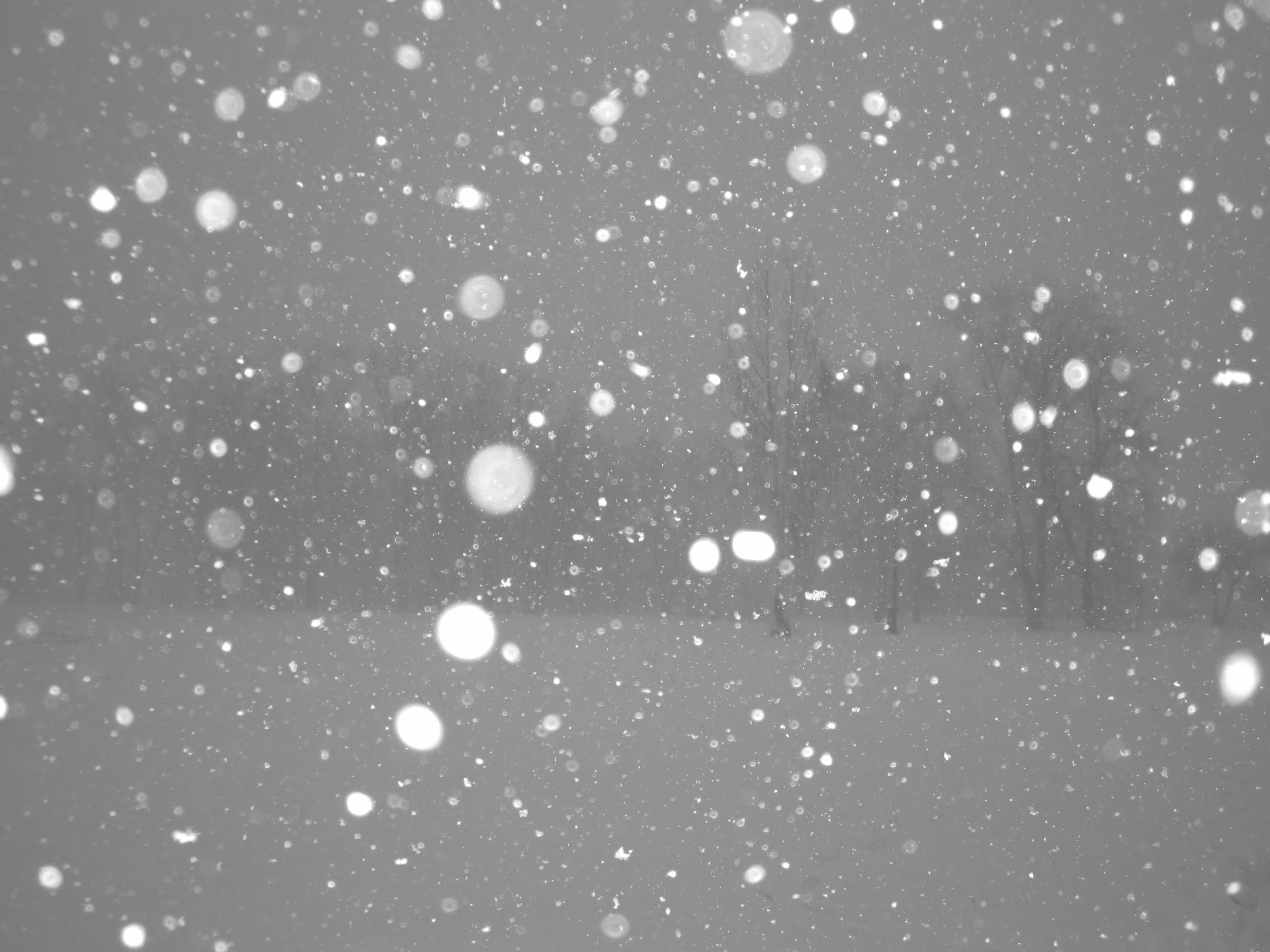 Photos: Snow