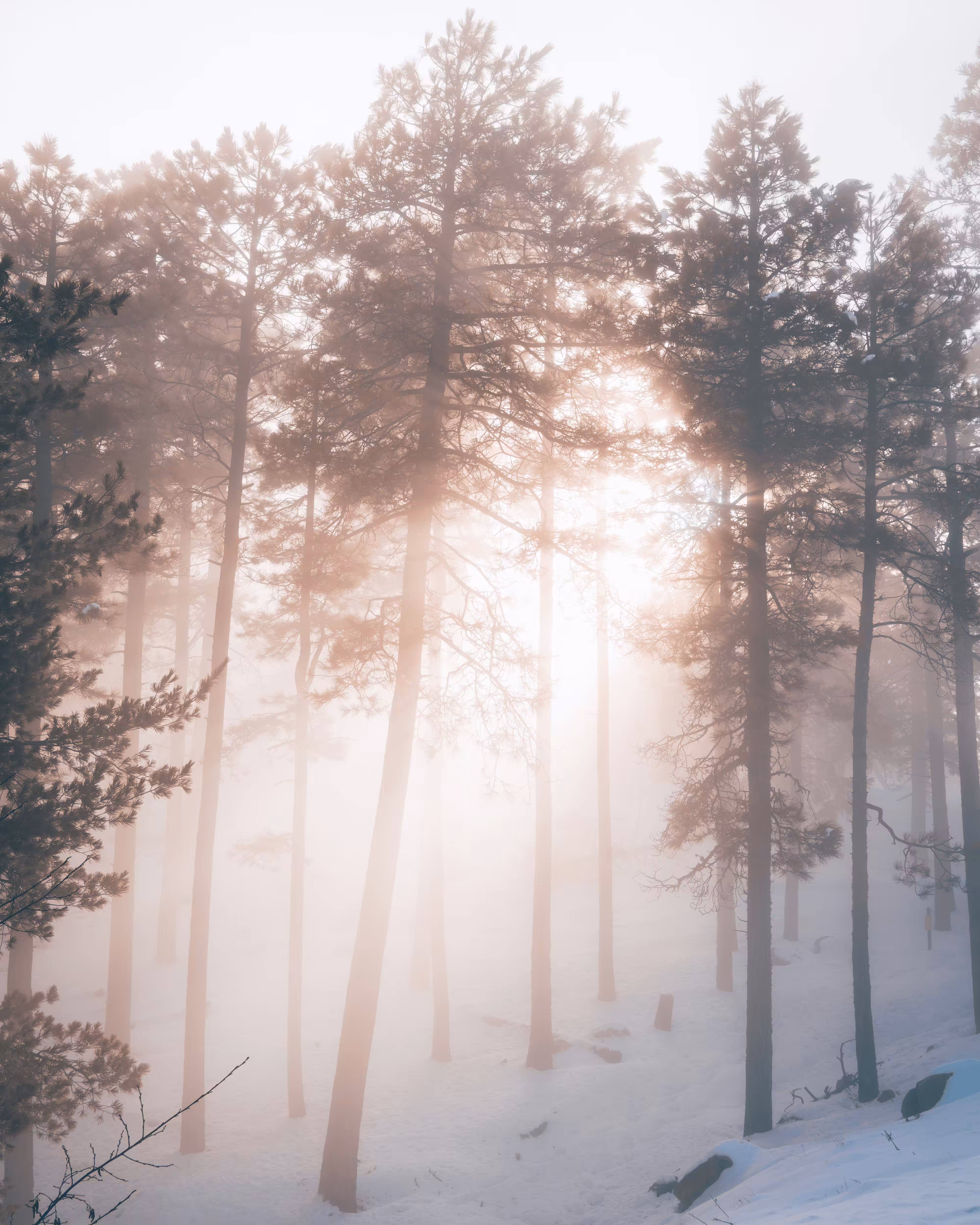 Mt Lemmon Snow Day