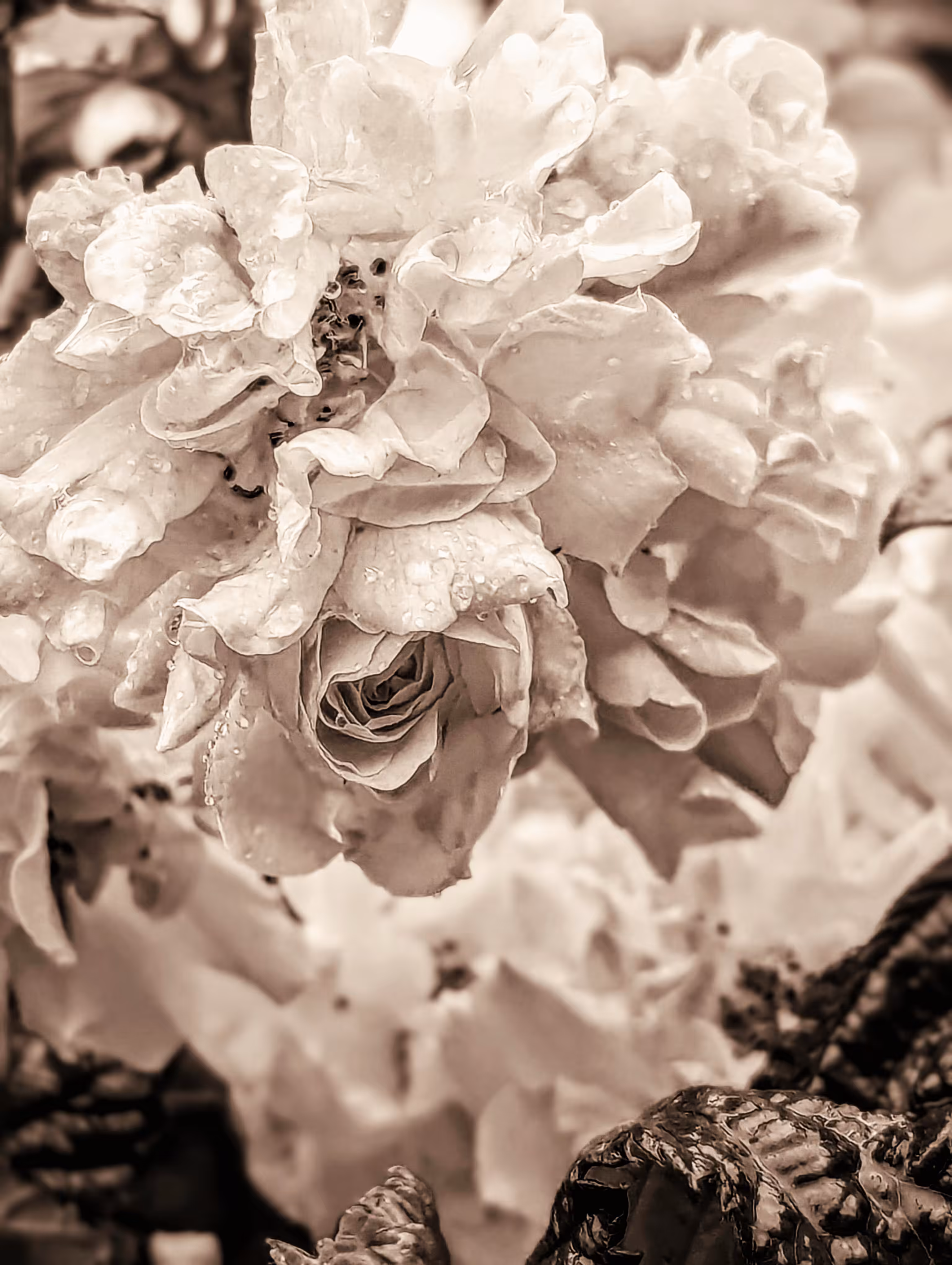 Beauty is rose deep