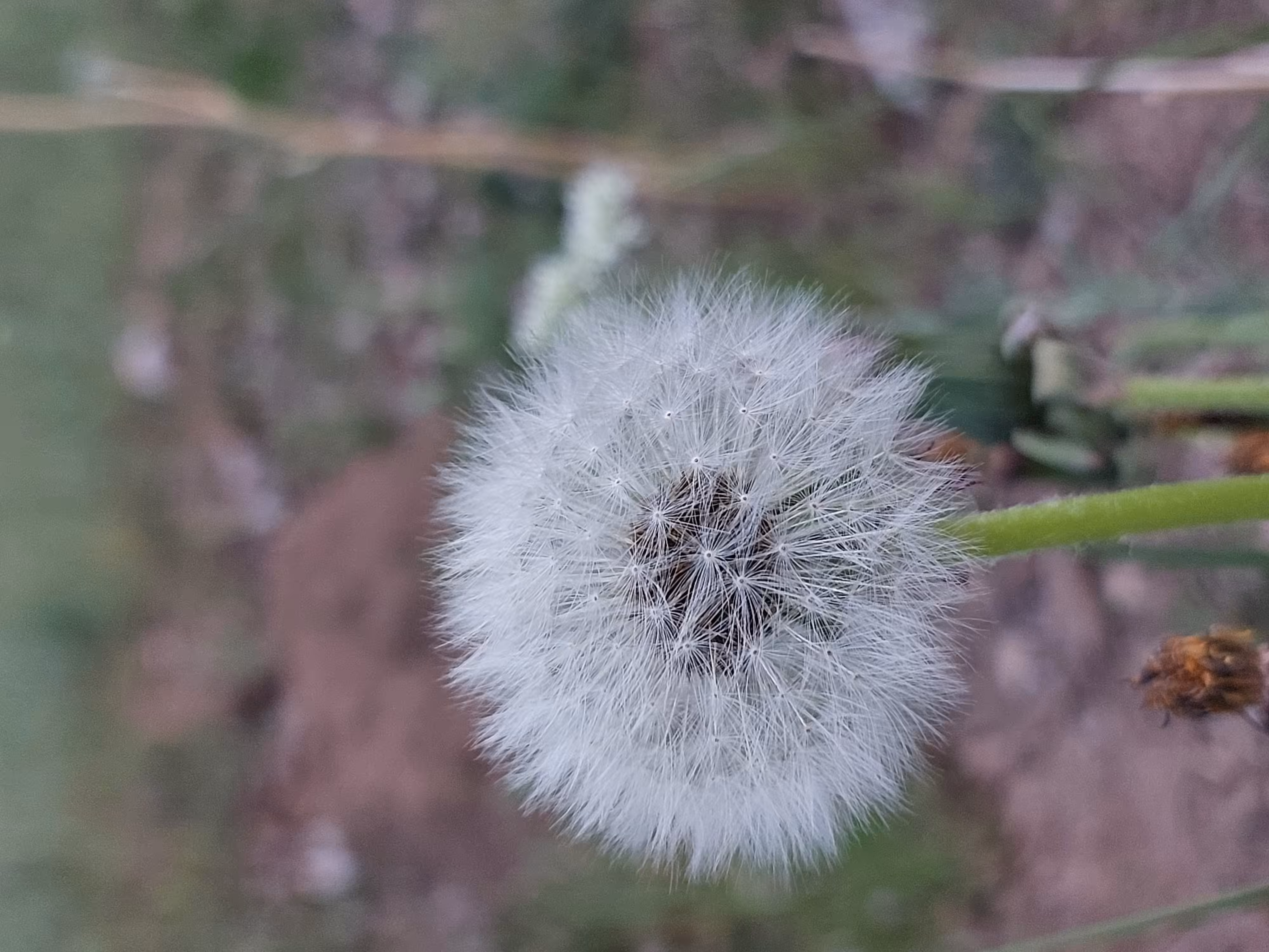 flower of hope  #01