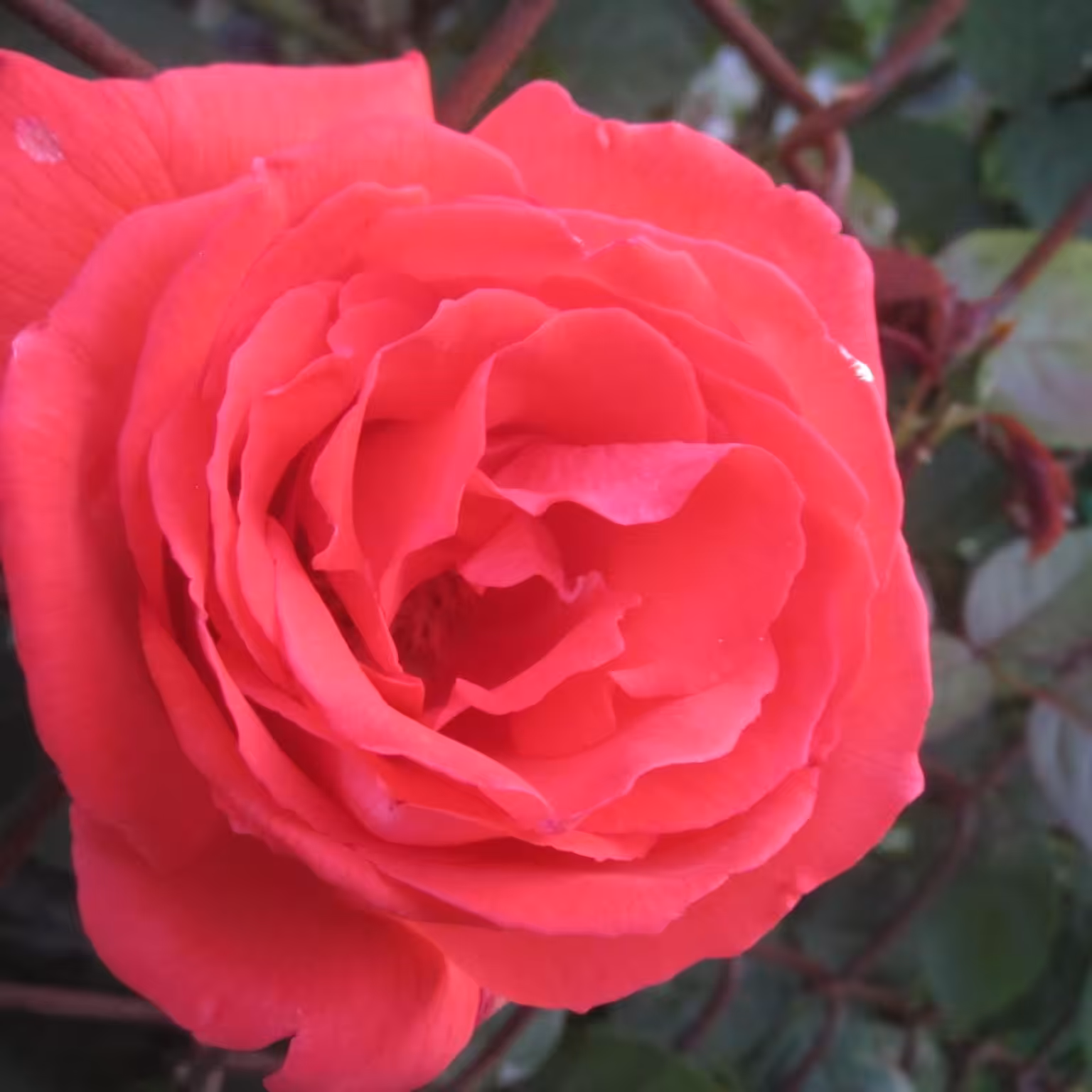 Rose And A Rusty Fence 