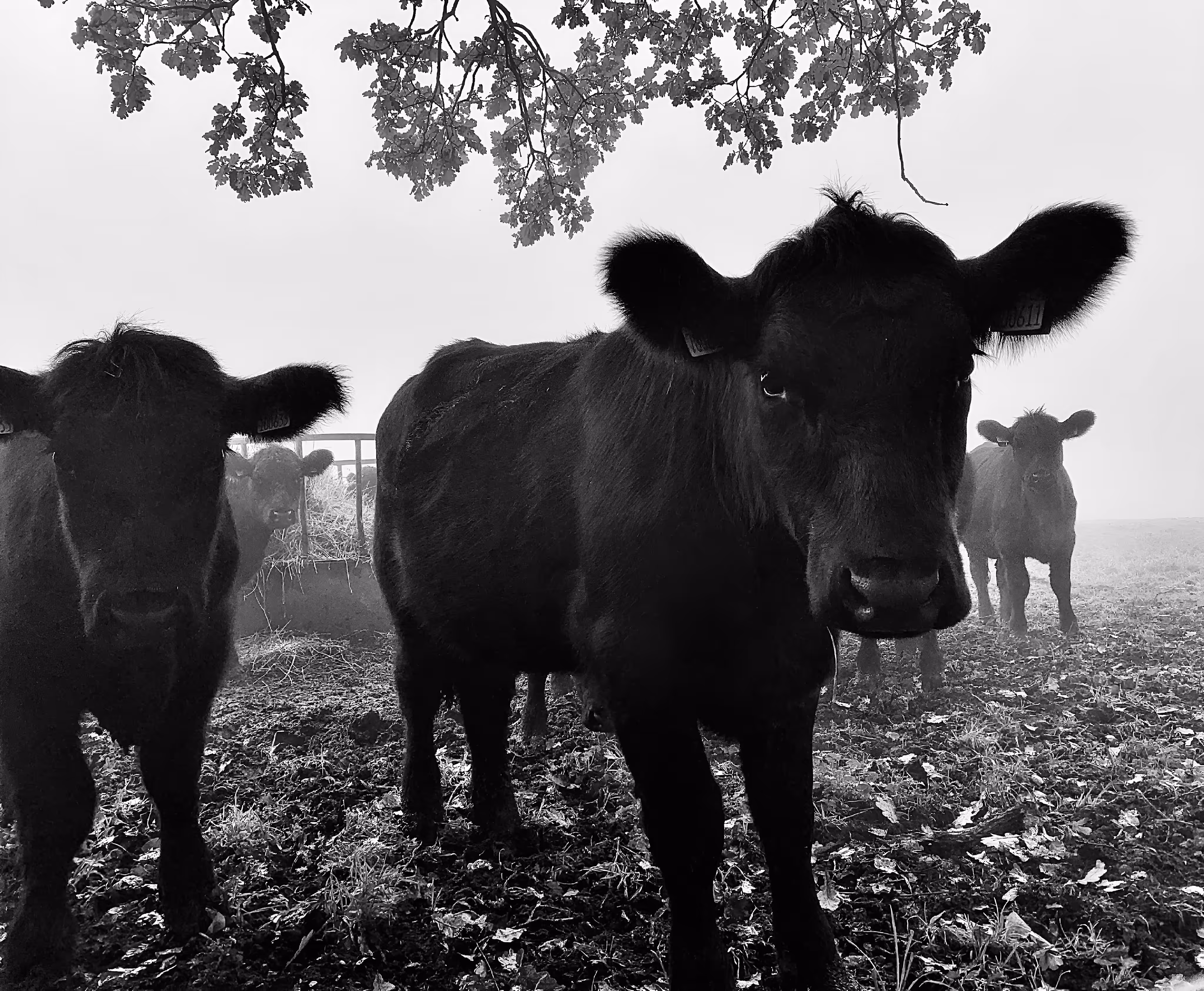 Curious Beasts