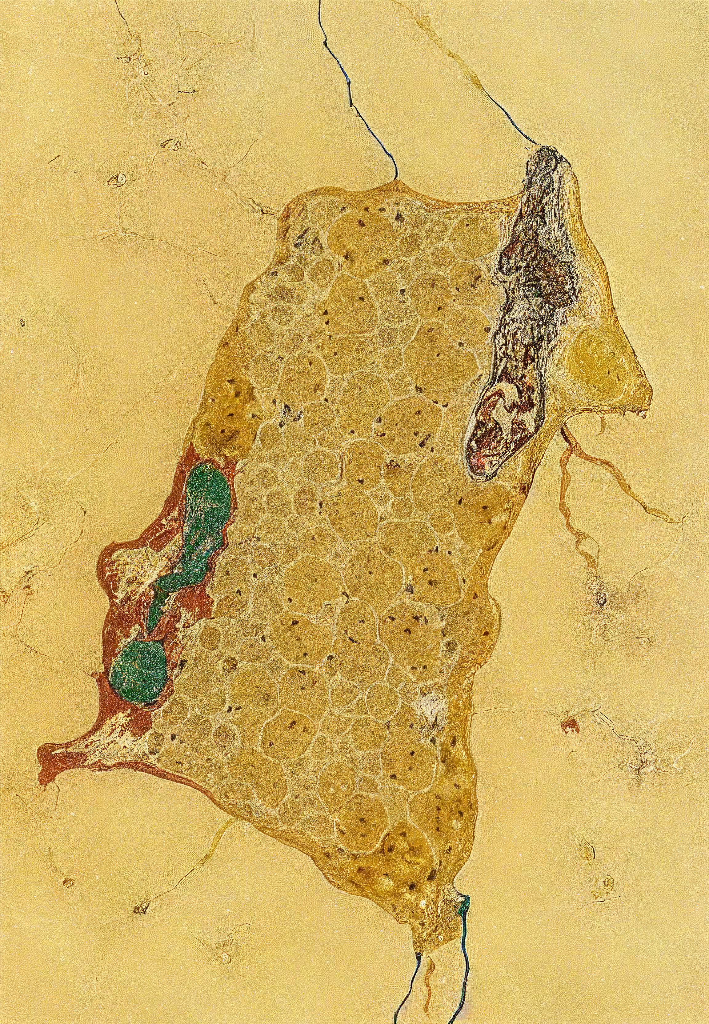 Histologia In Silico #266