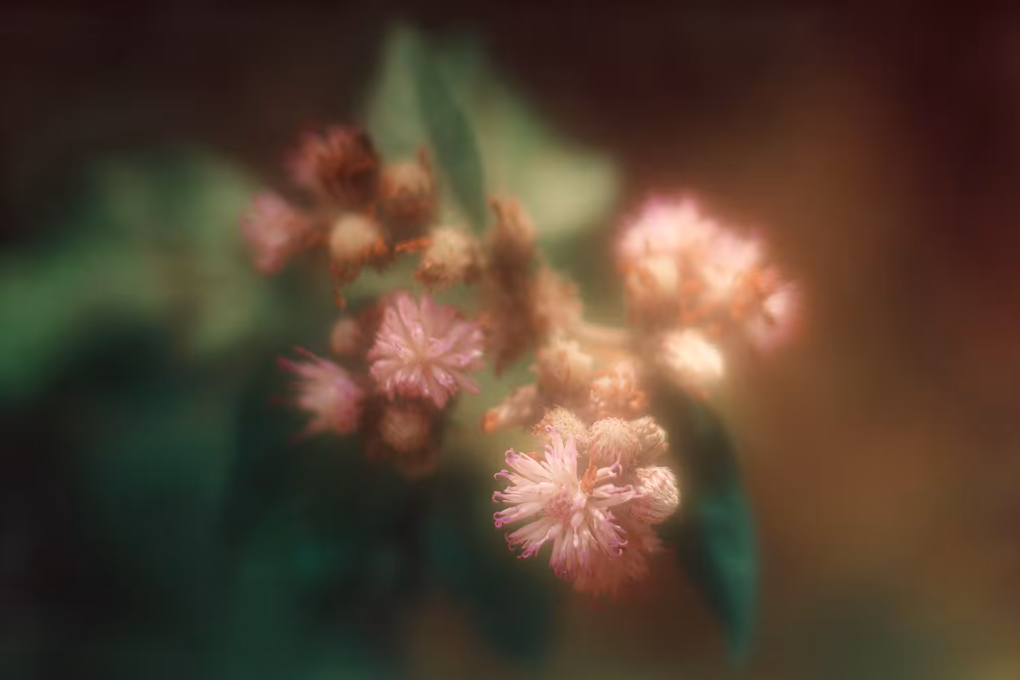 bloom.1