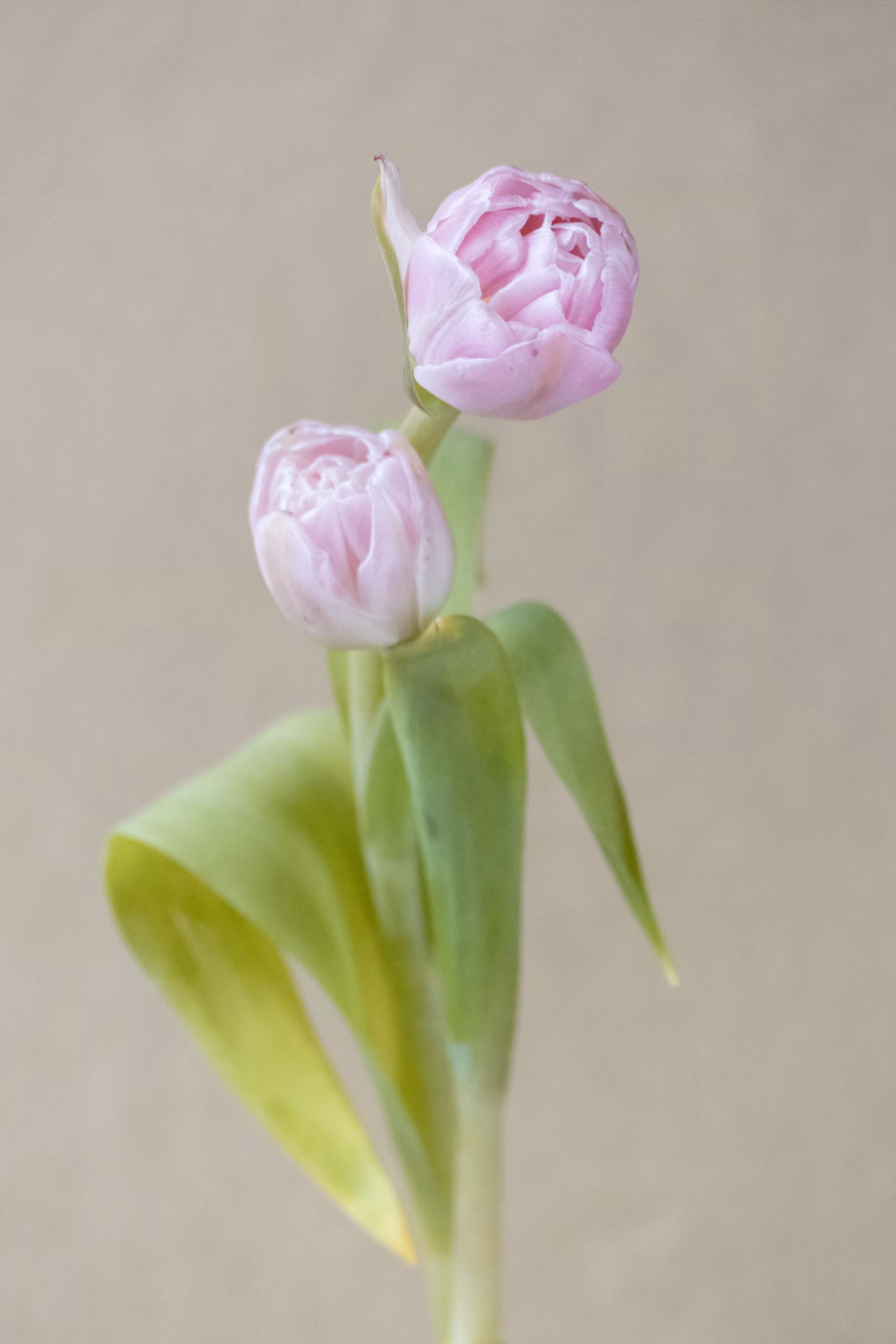 Tulips, September 21, 2023, New York