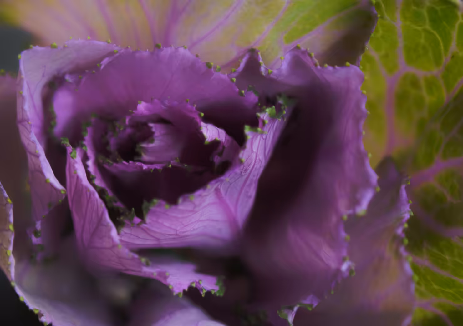 Royal Blush