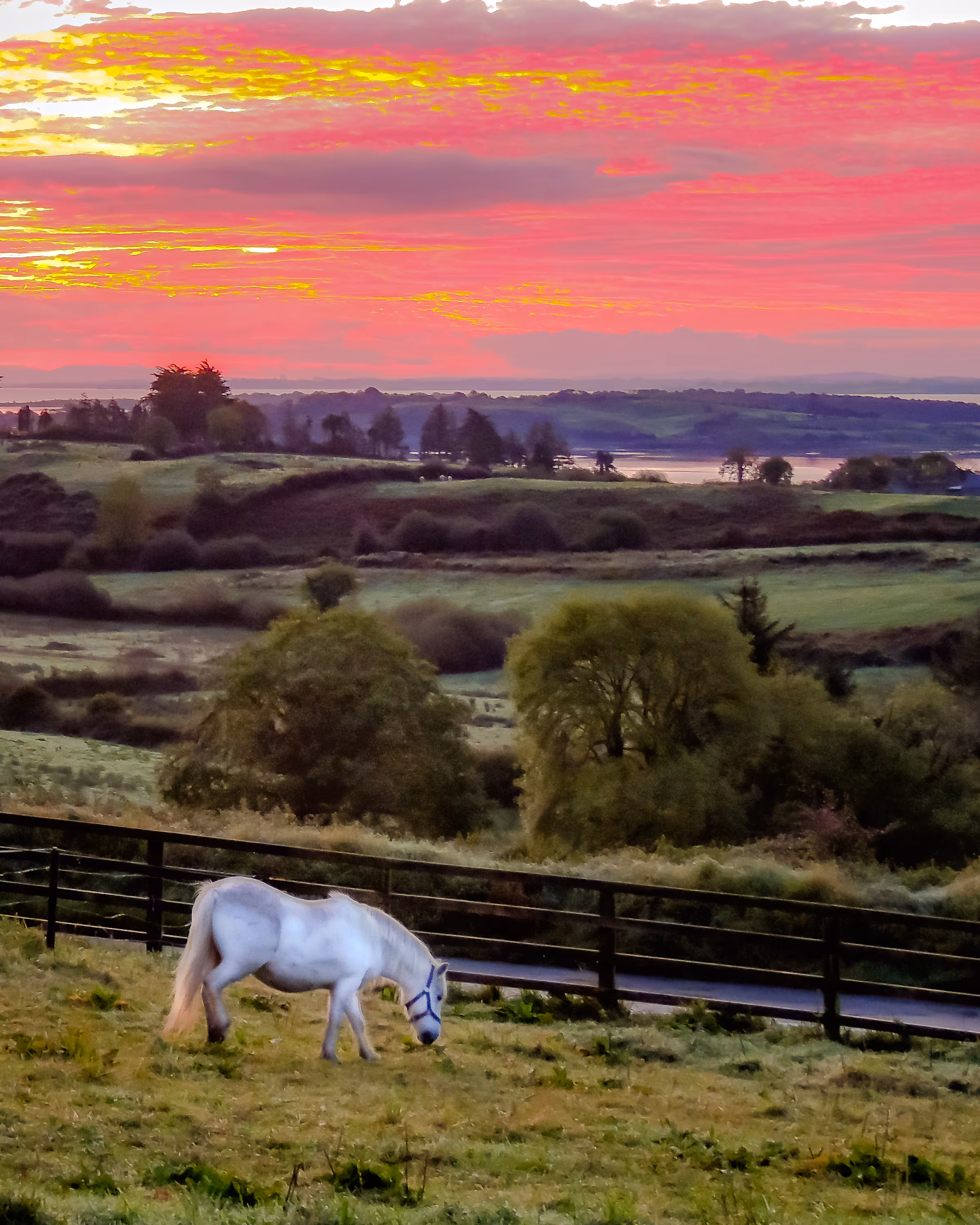 White Horse under Irish Sunrise