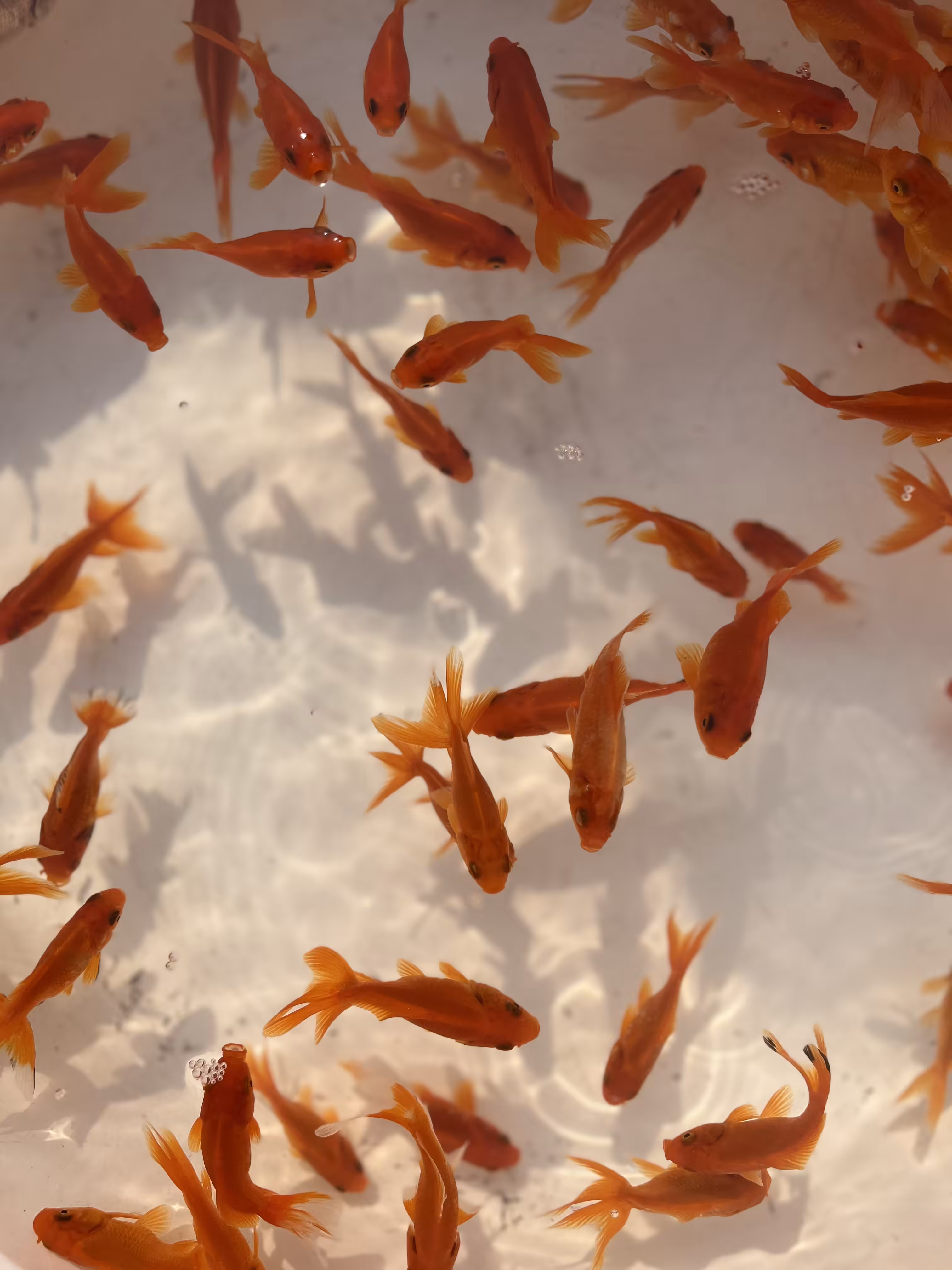 Red goldfish 
