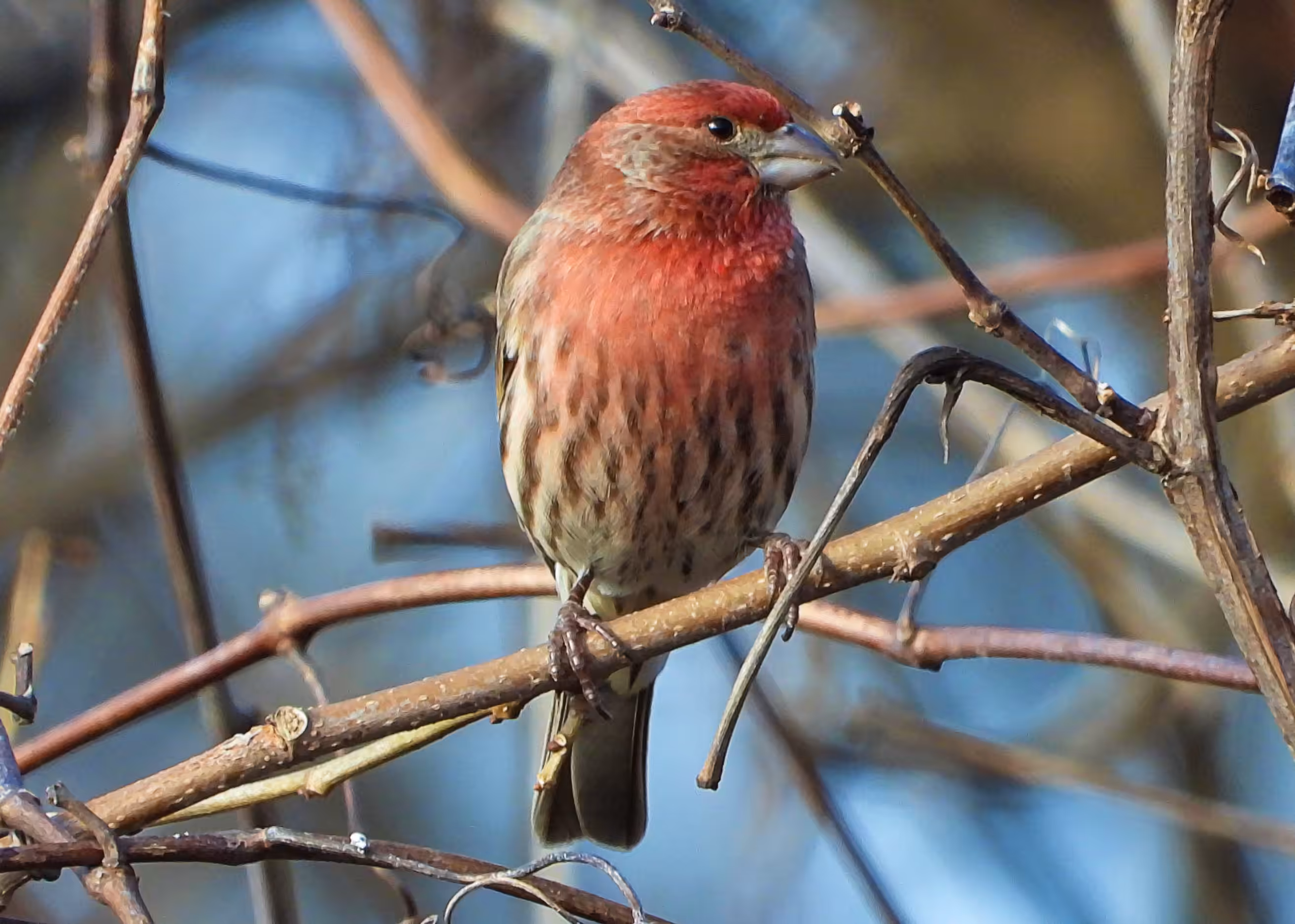 Flocksourced #013 - House Finch