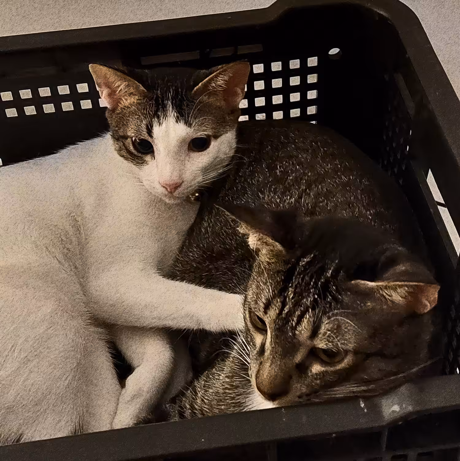 Pusskin Cats #44 - In a basket