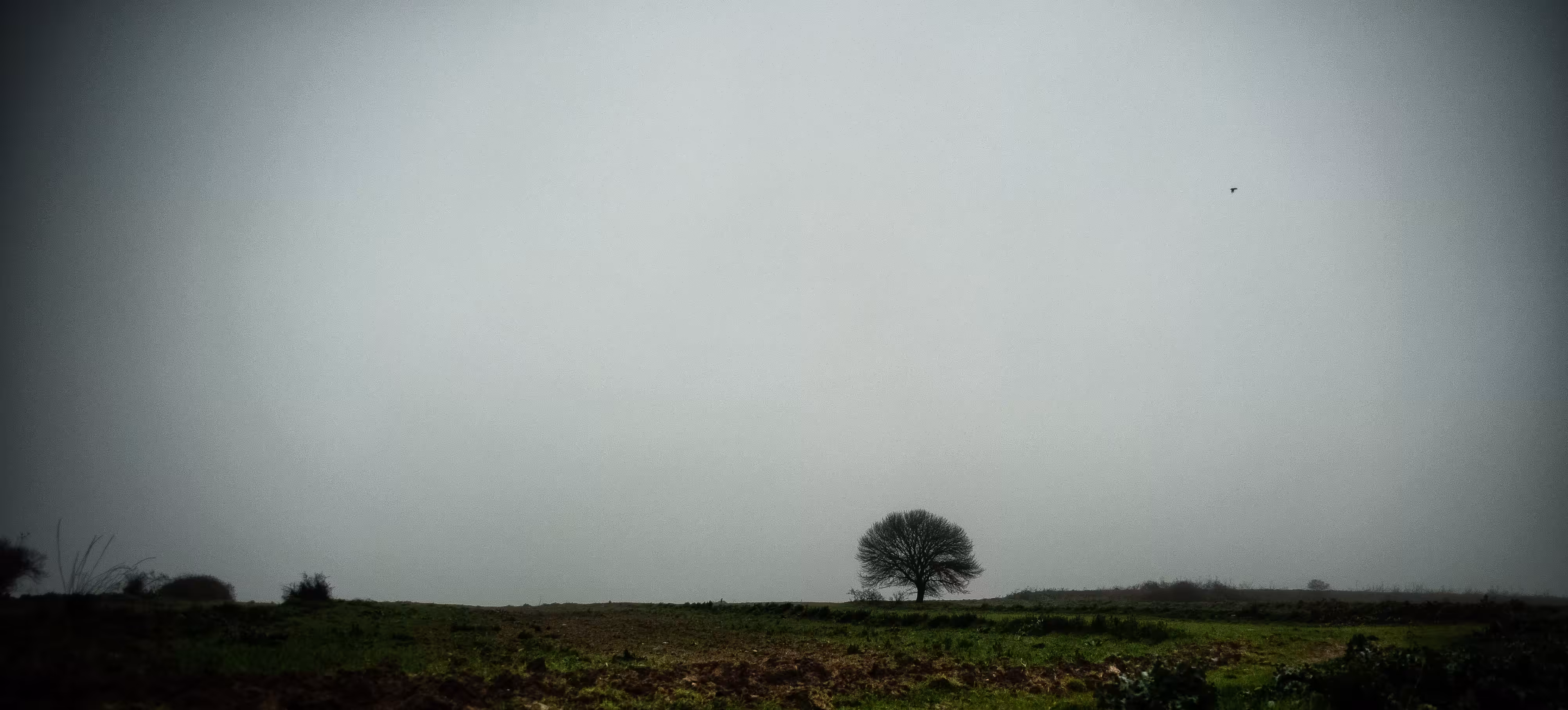Rodeo posts: Homesickness...