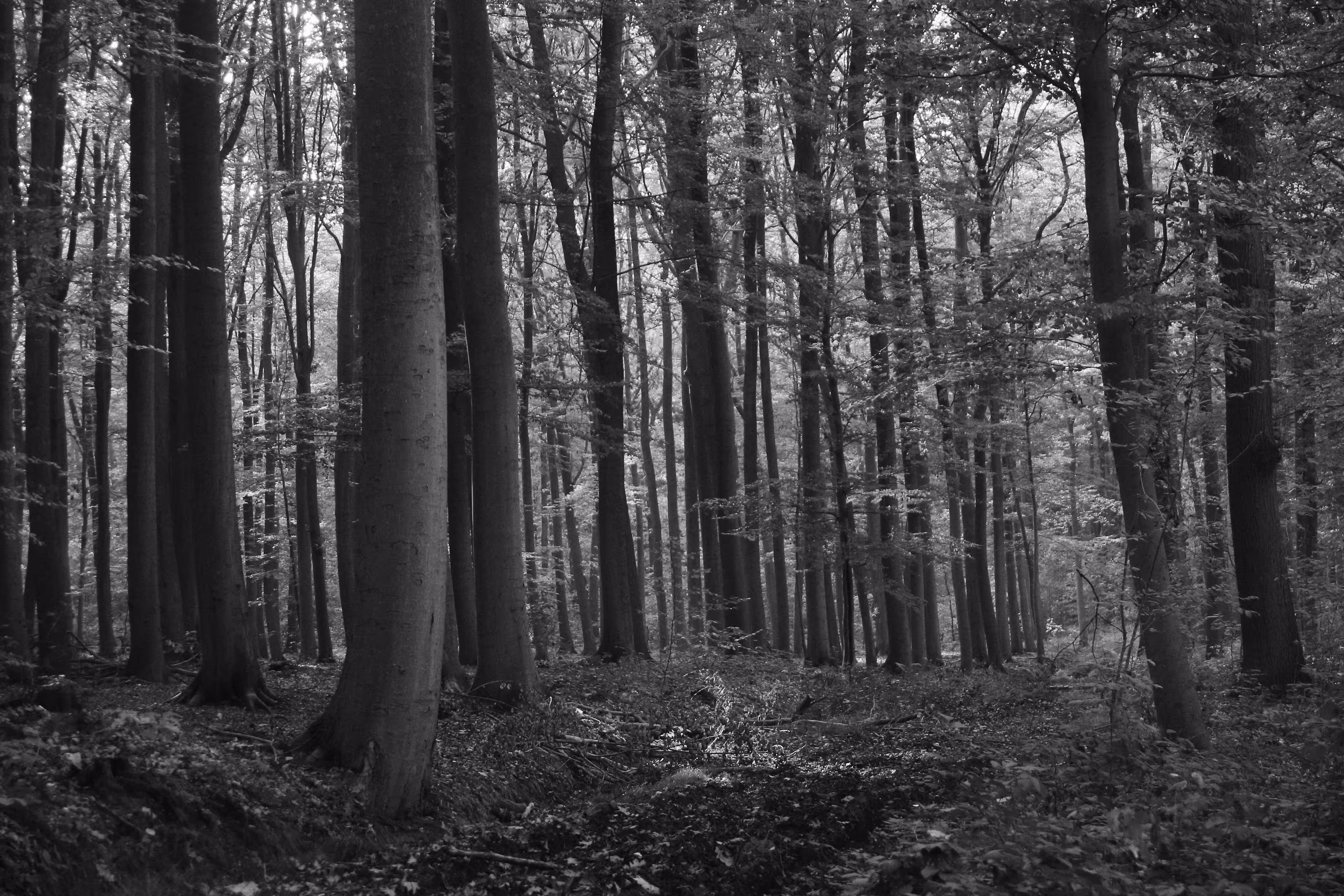 The Path