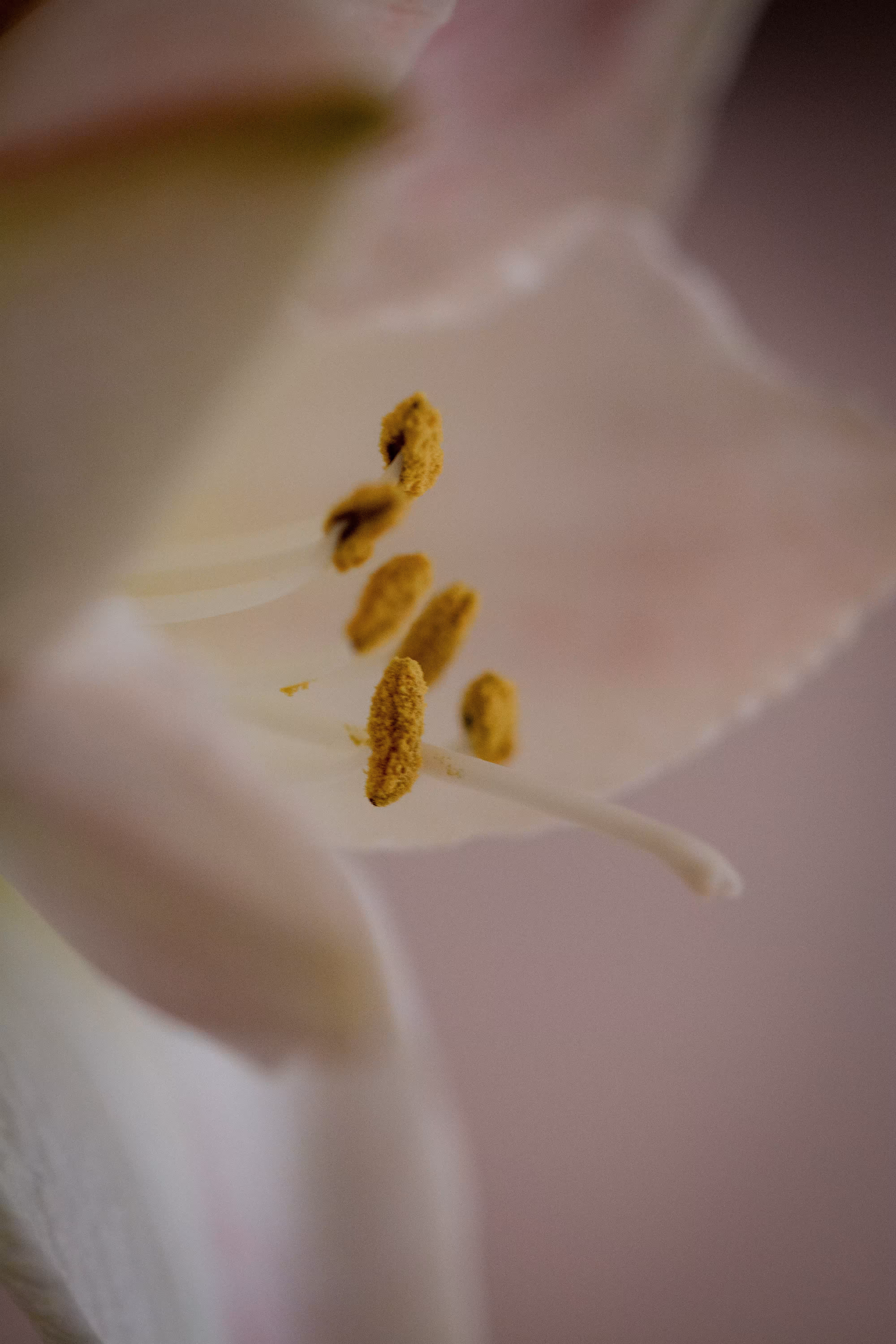 Soft Within Silence