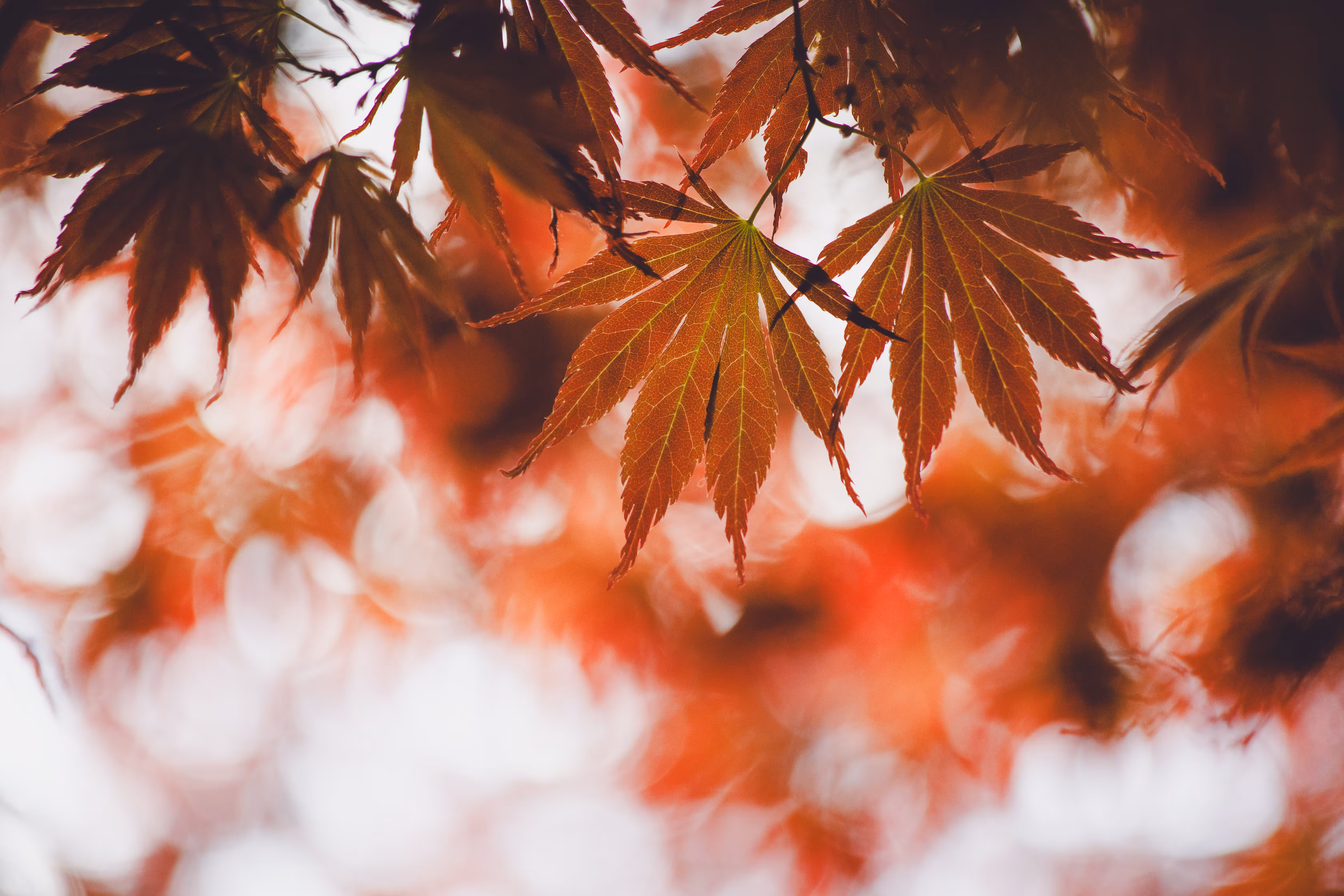 Natural Focus: Those Few Seconds