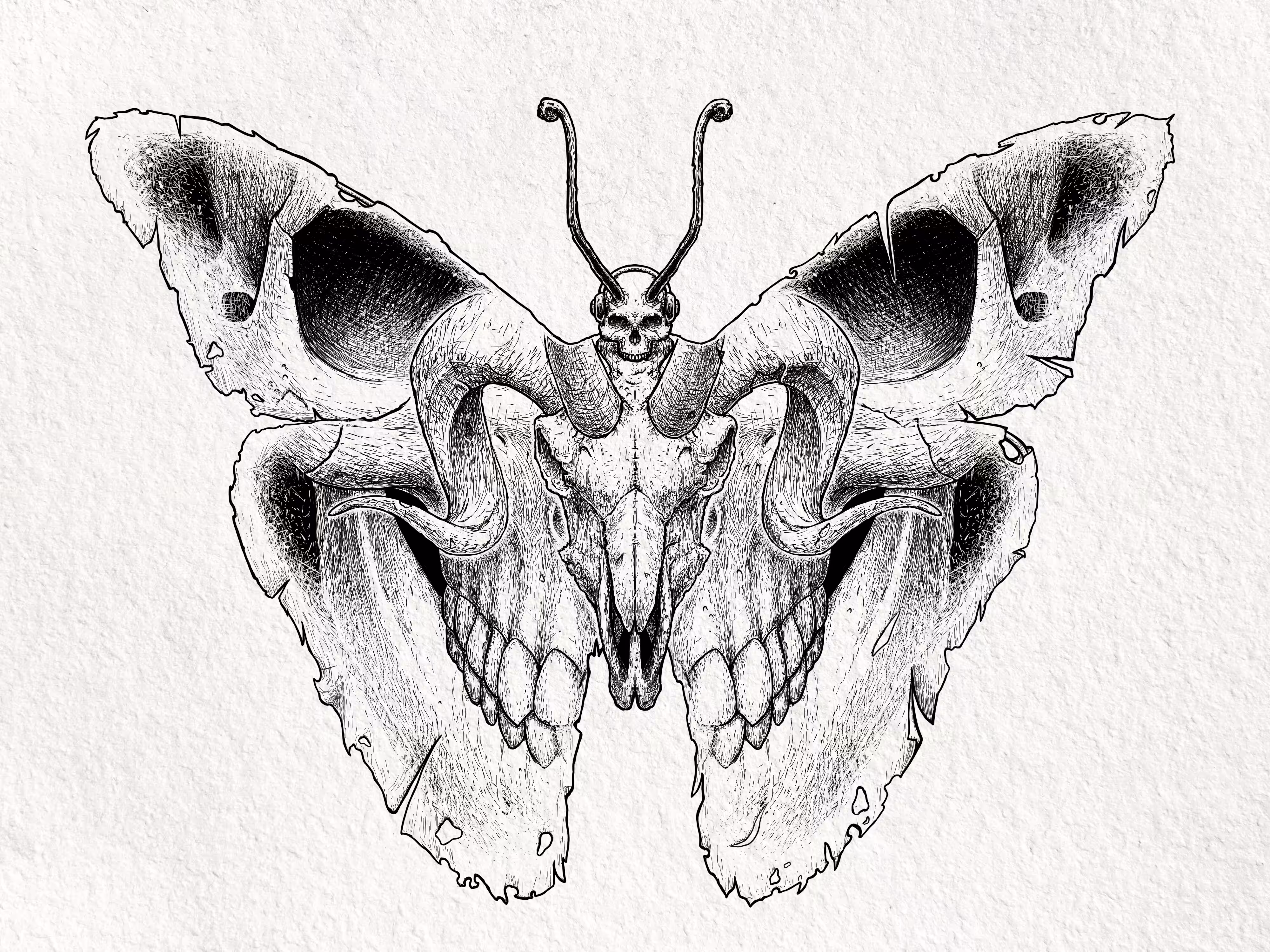 Beautiful Butterfly