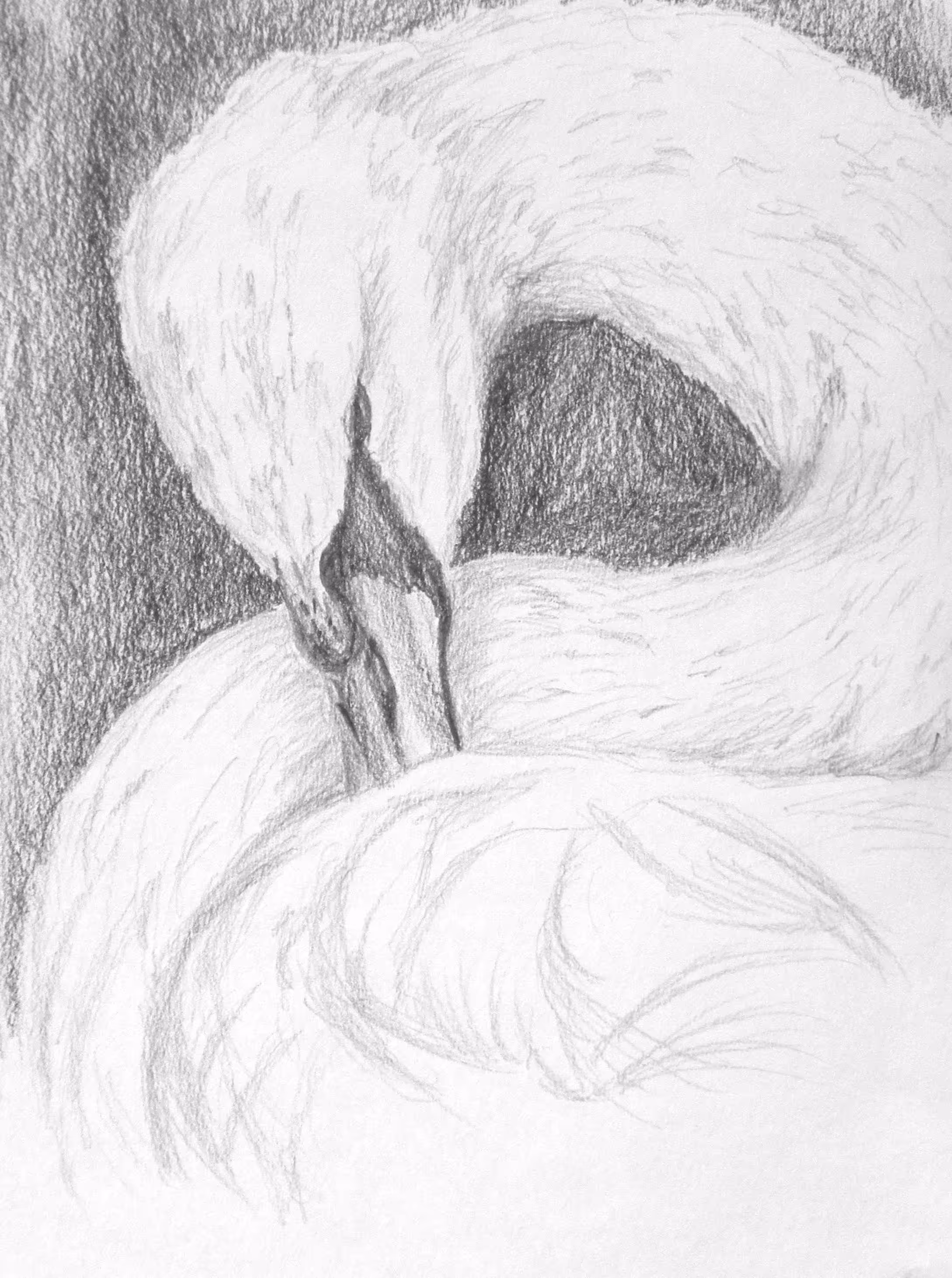 White Swan
