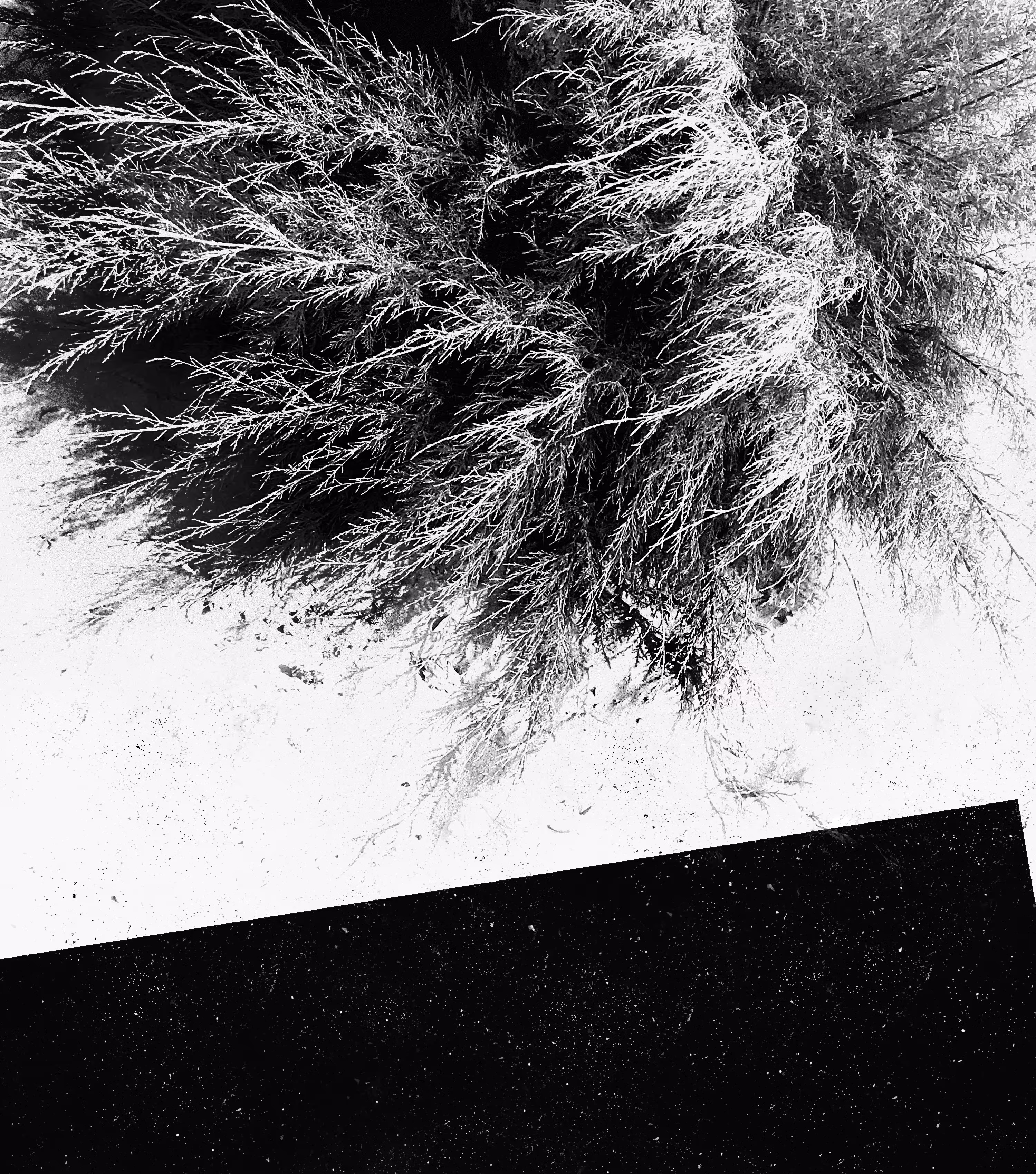 Grass 03