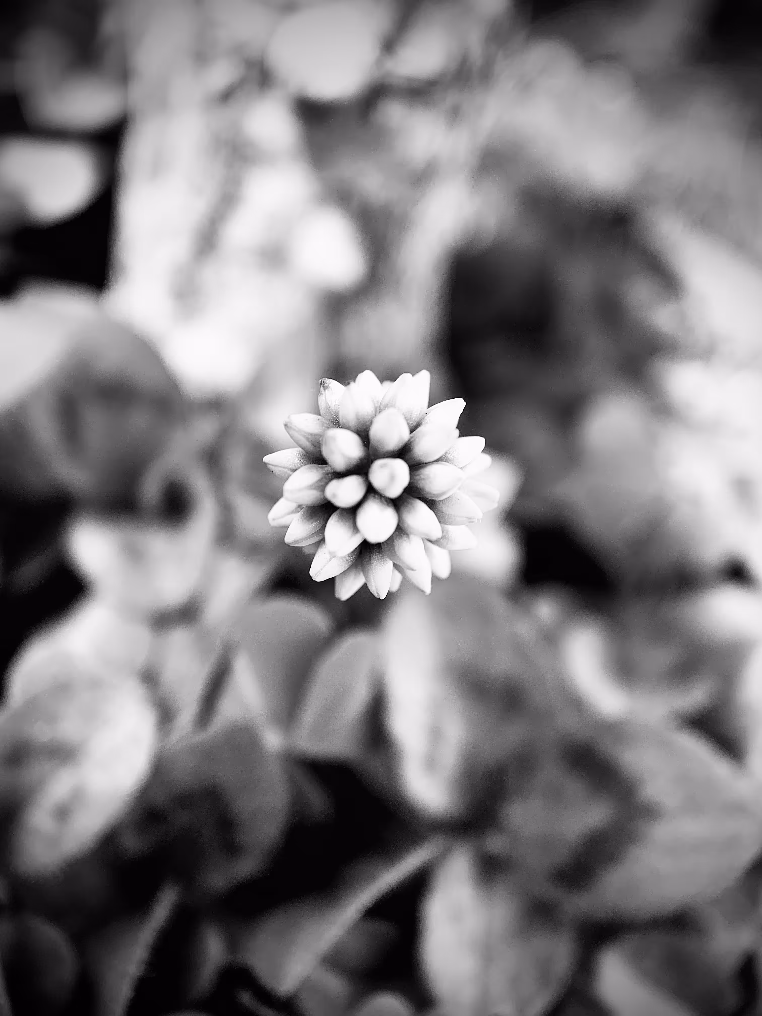 Green Macro Sanctuaries 07 - Difference (Special Edition 1/1 Machrome Photo))