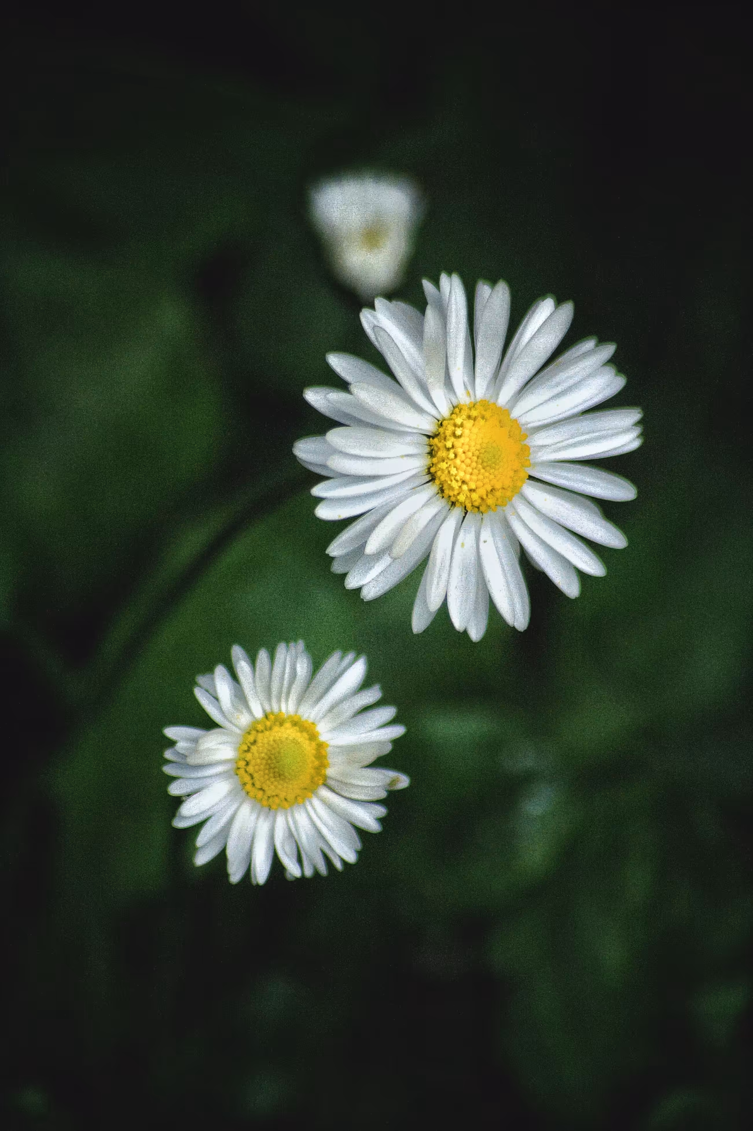 Classic Nature #030