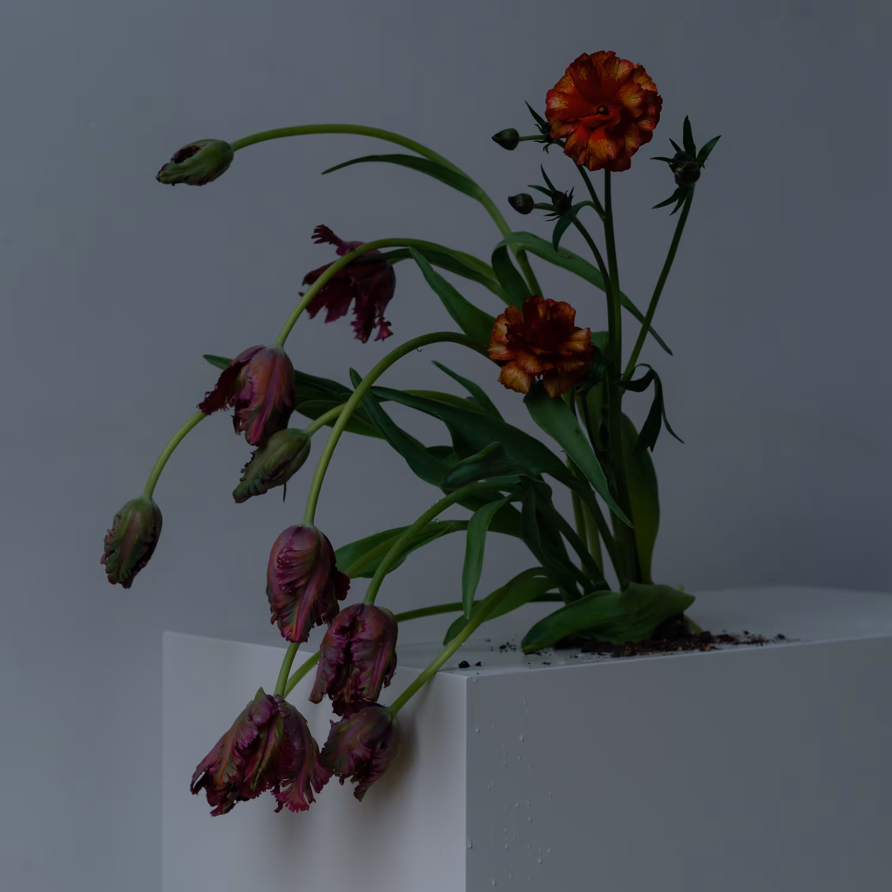 Bouquet with Black Parrot Tulips