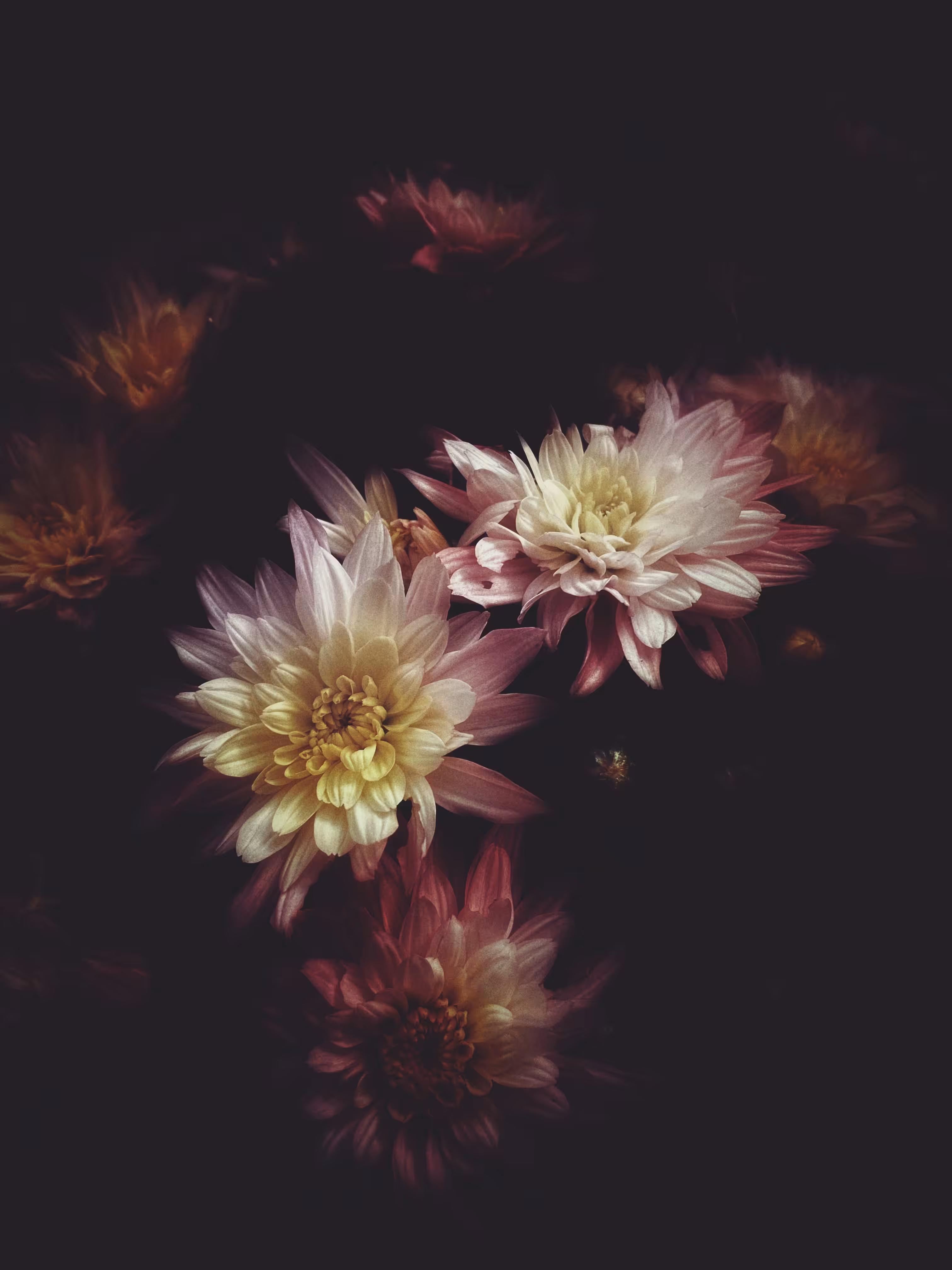 Floral Rapture